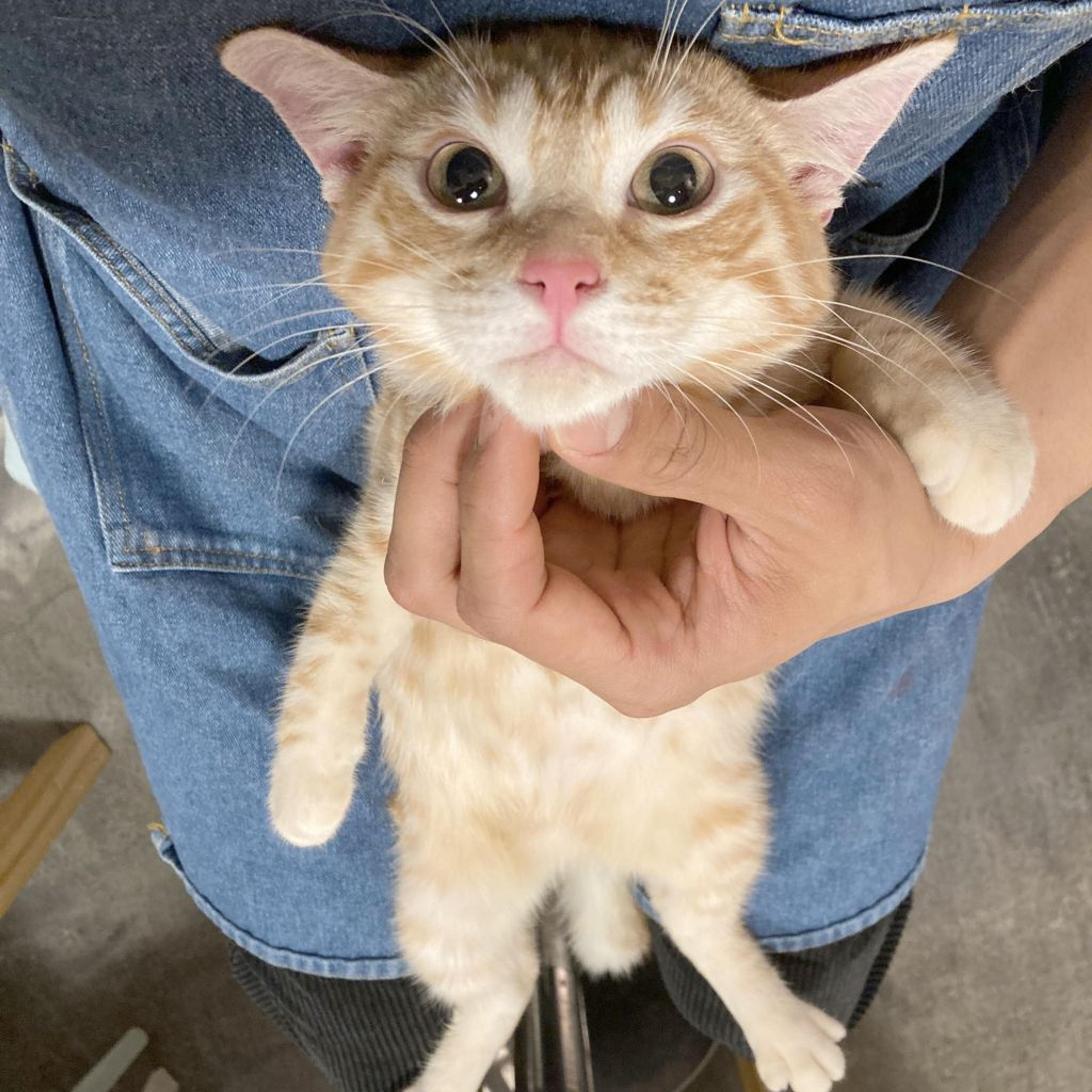 pet-image-2