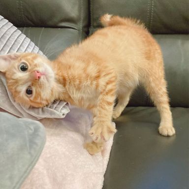 シナモンの写真