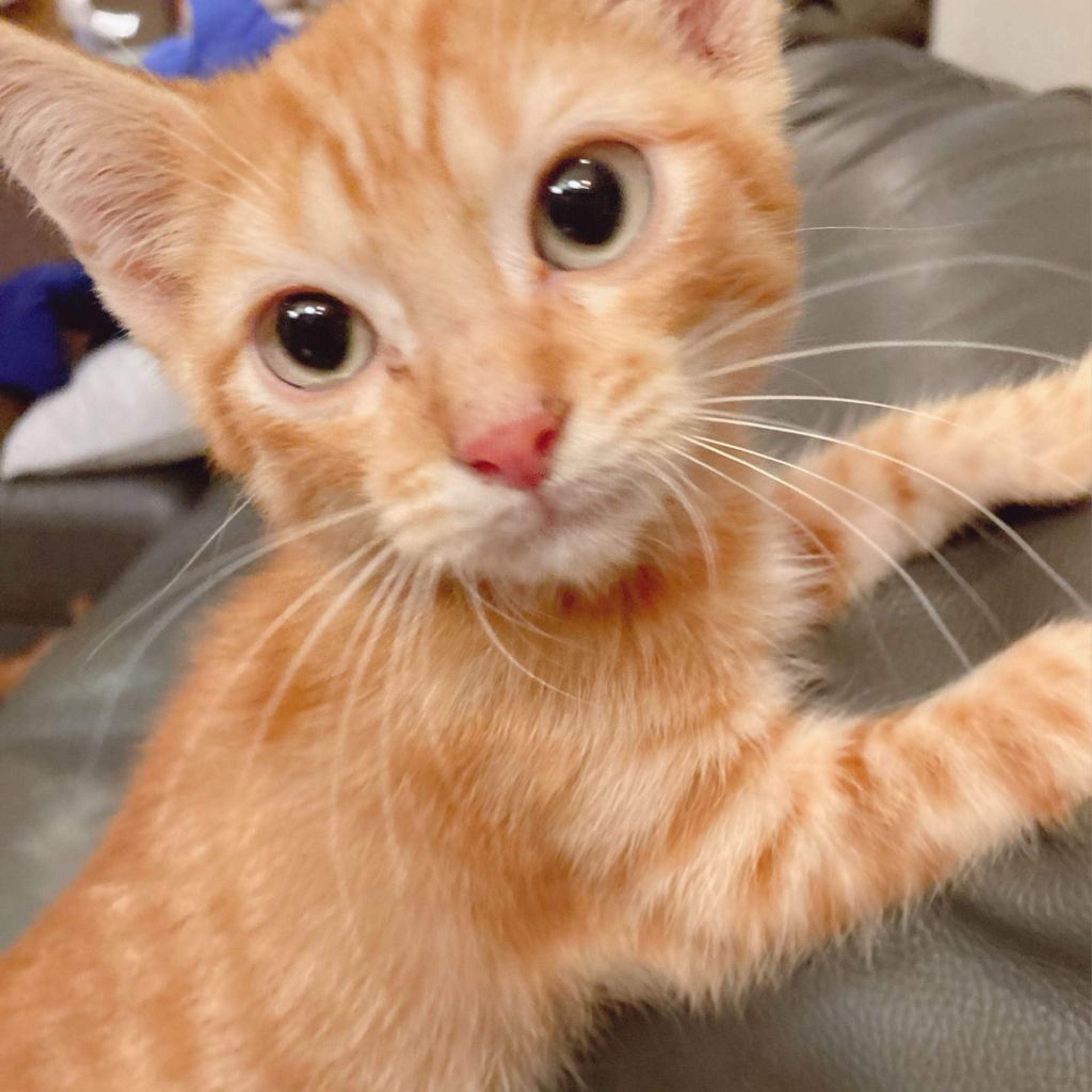 pet-image-4