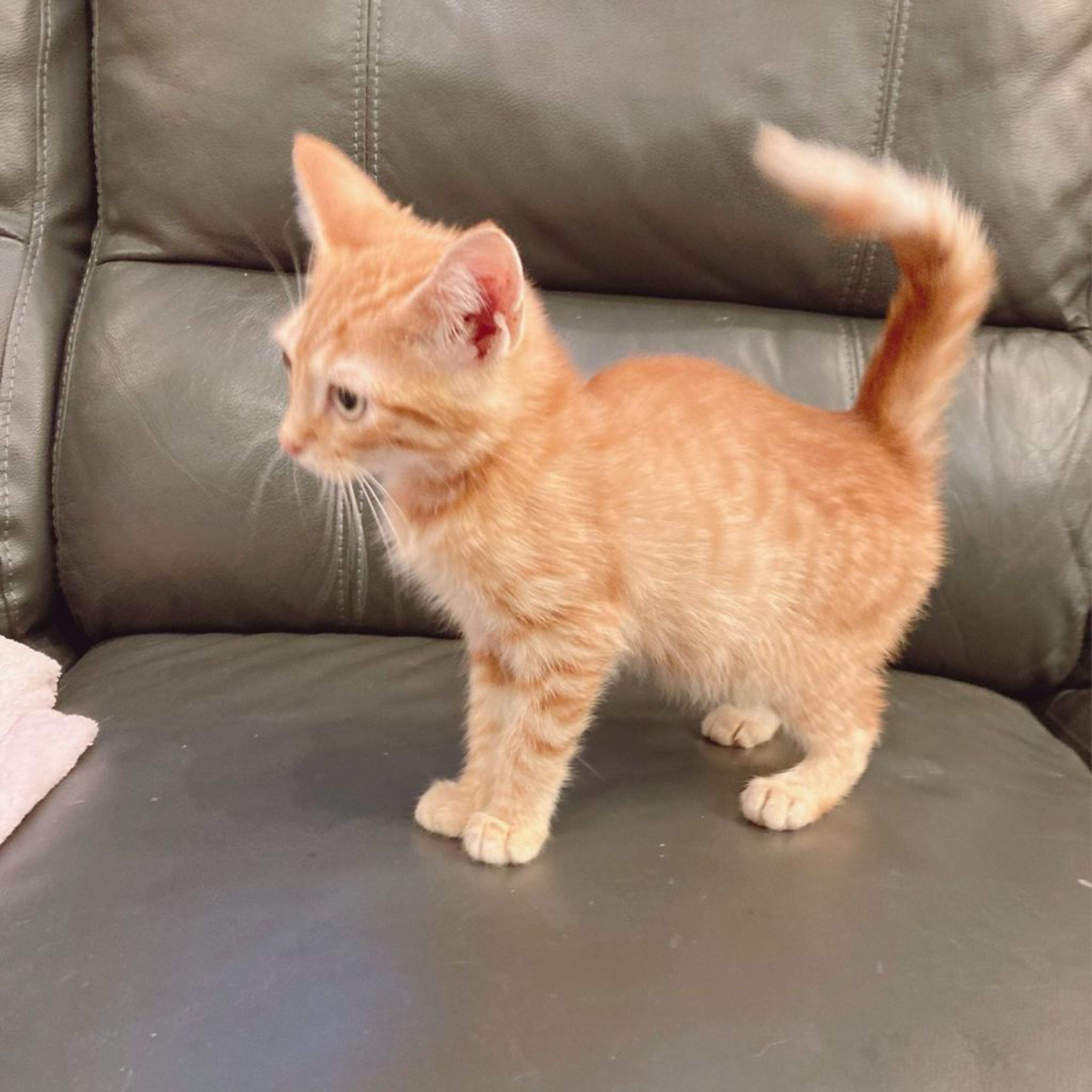 pet-image-6