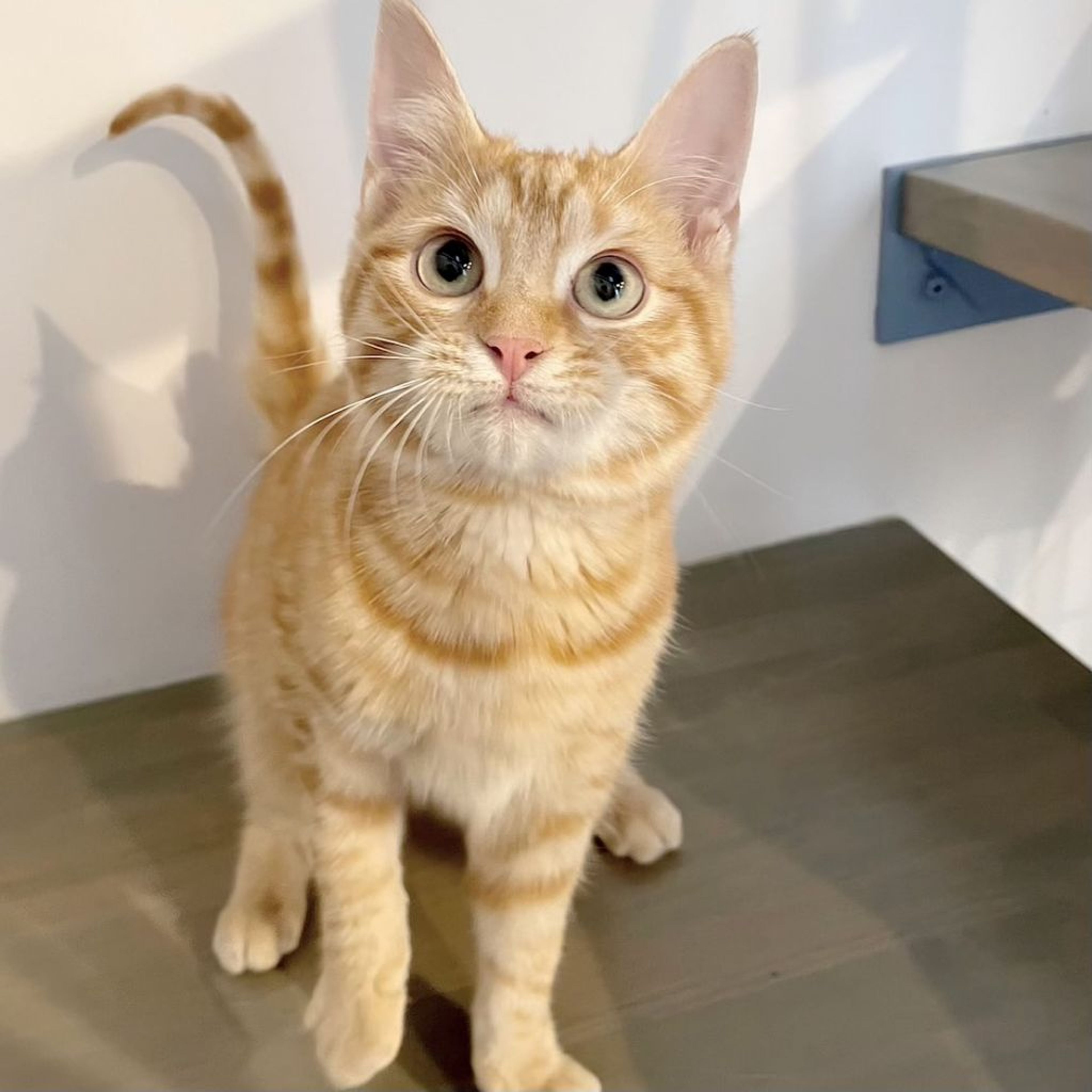 pet-image-3