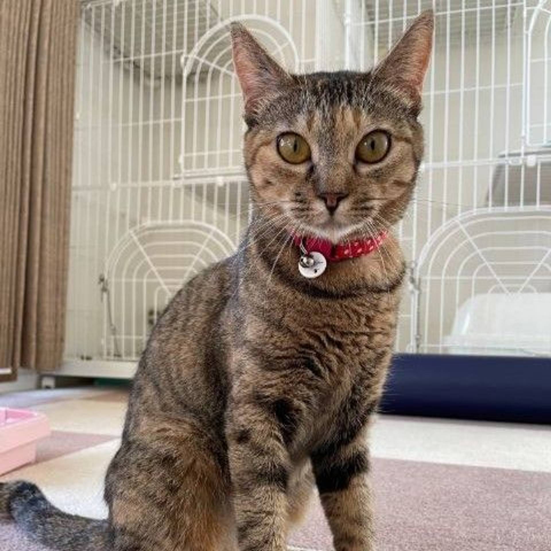 雑種（ミックス猫）・メスの里親募集の写真