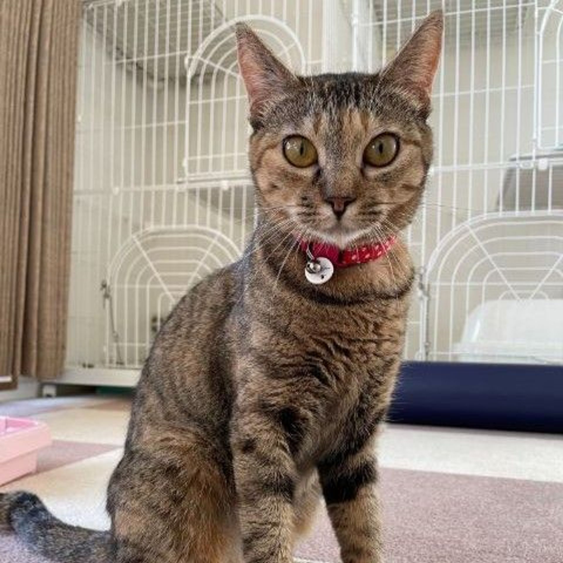 雑種（ミックス猫）・メスの里親募集の写真