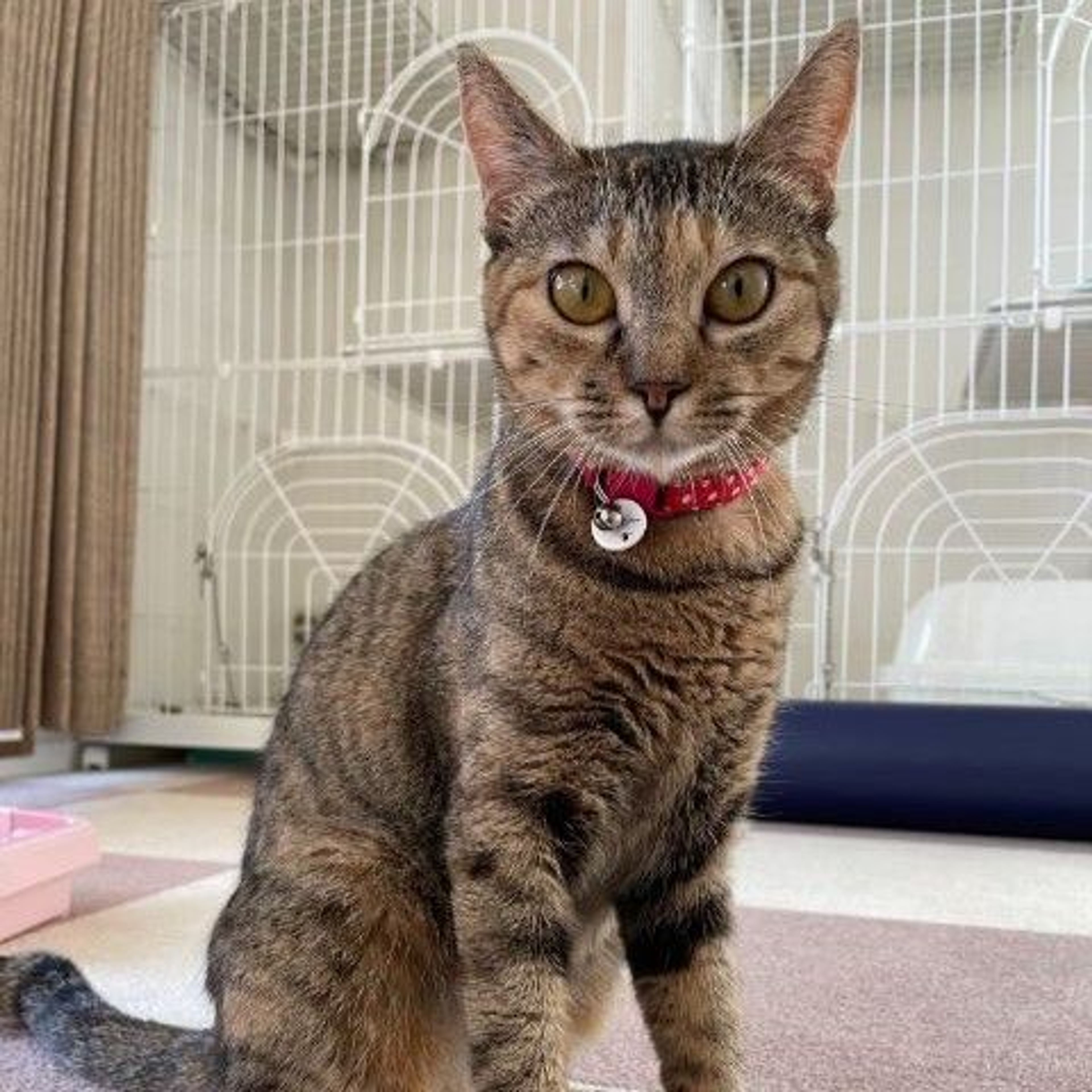 雑種（ミックス猫）・メスの里親募集の写真
