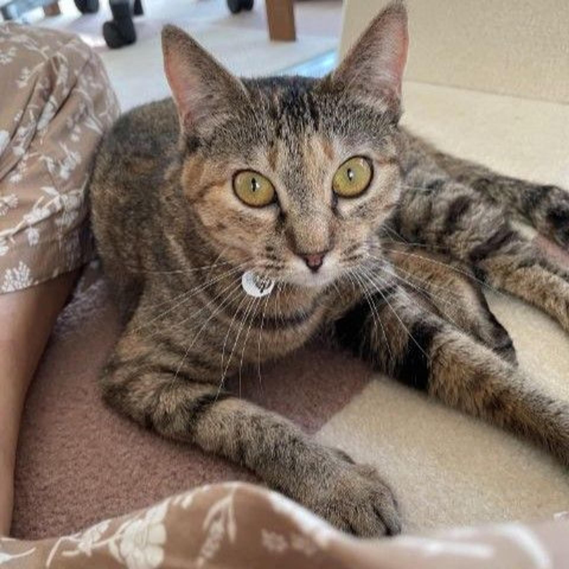 pet-image-2