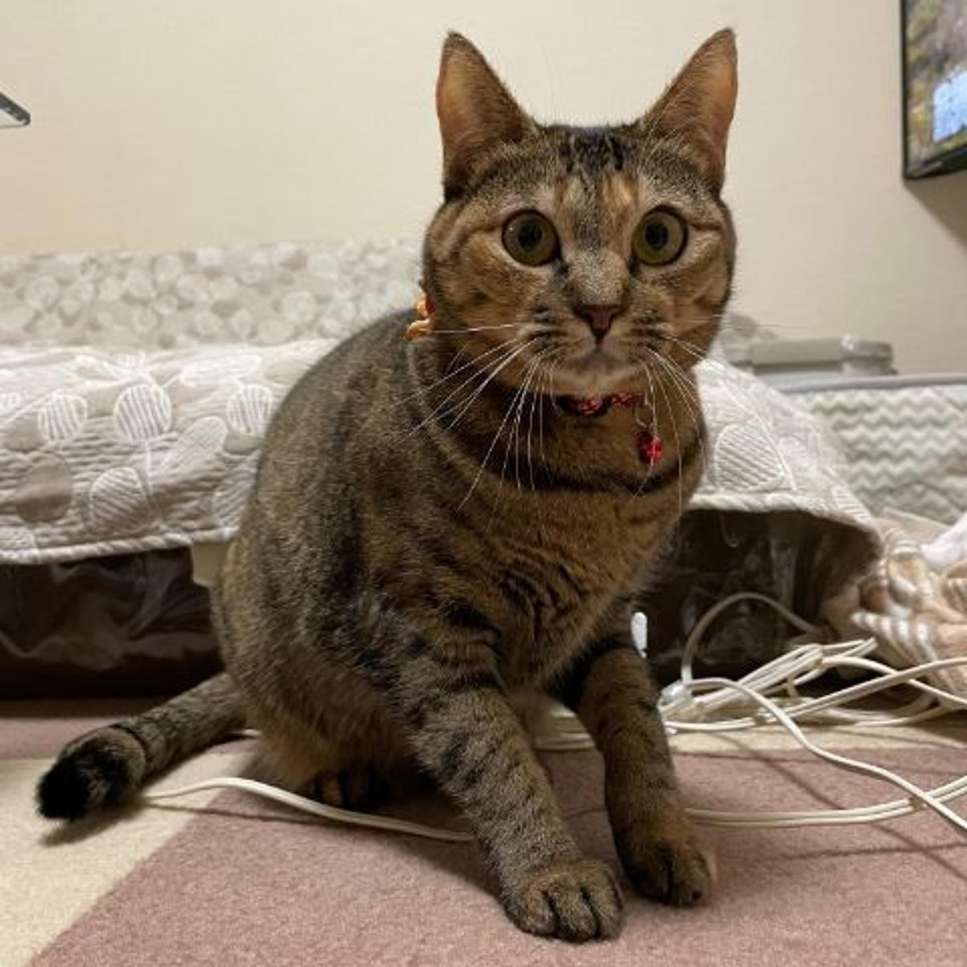 pet-image-3