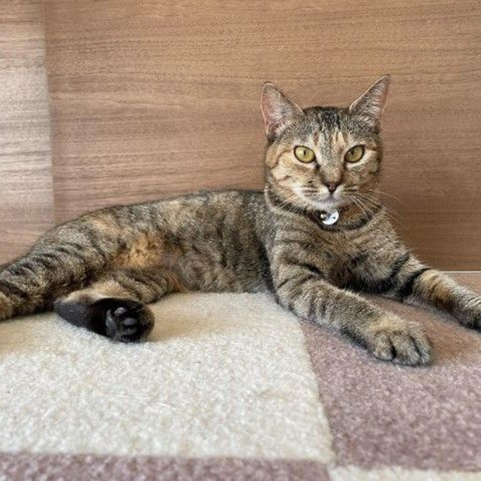 pet-image-4