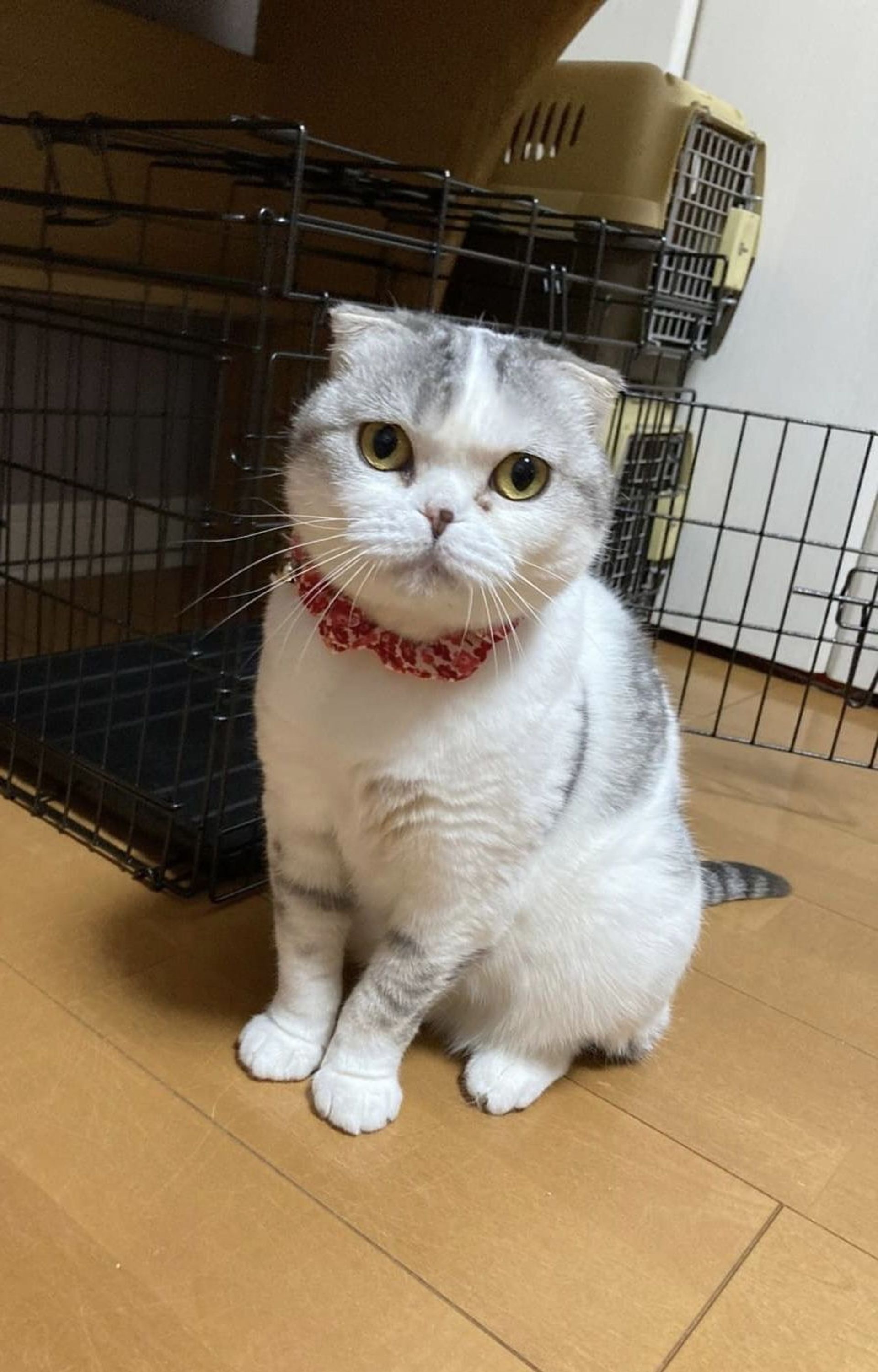 スコティッシュフォールド・メスの里親募集の写真