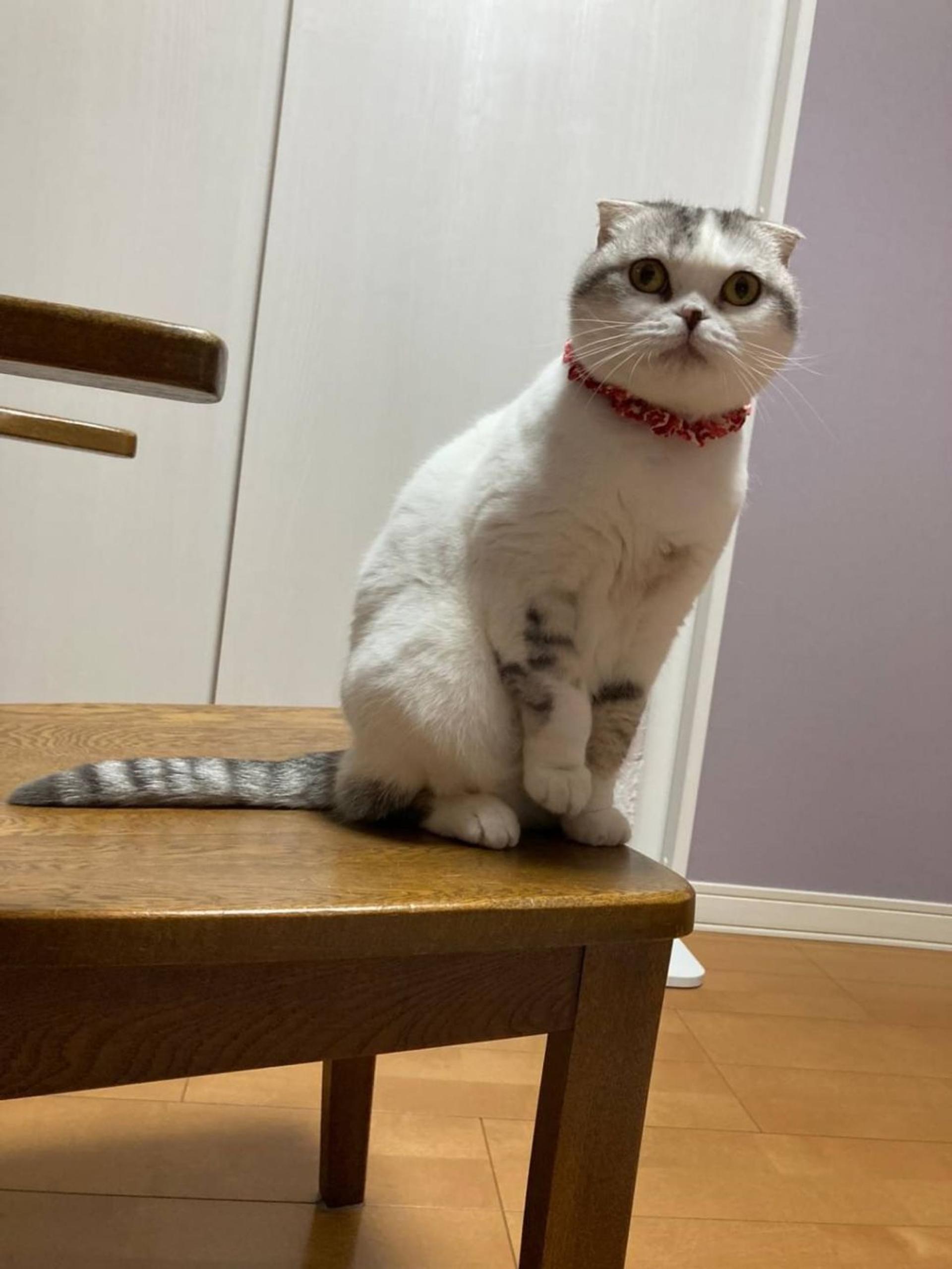 pet-image-4