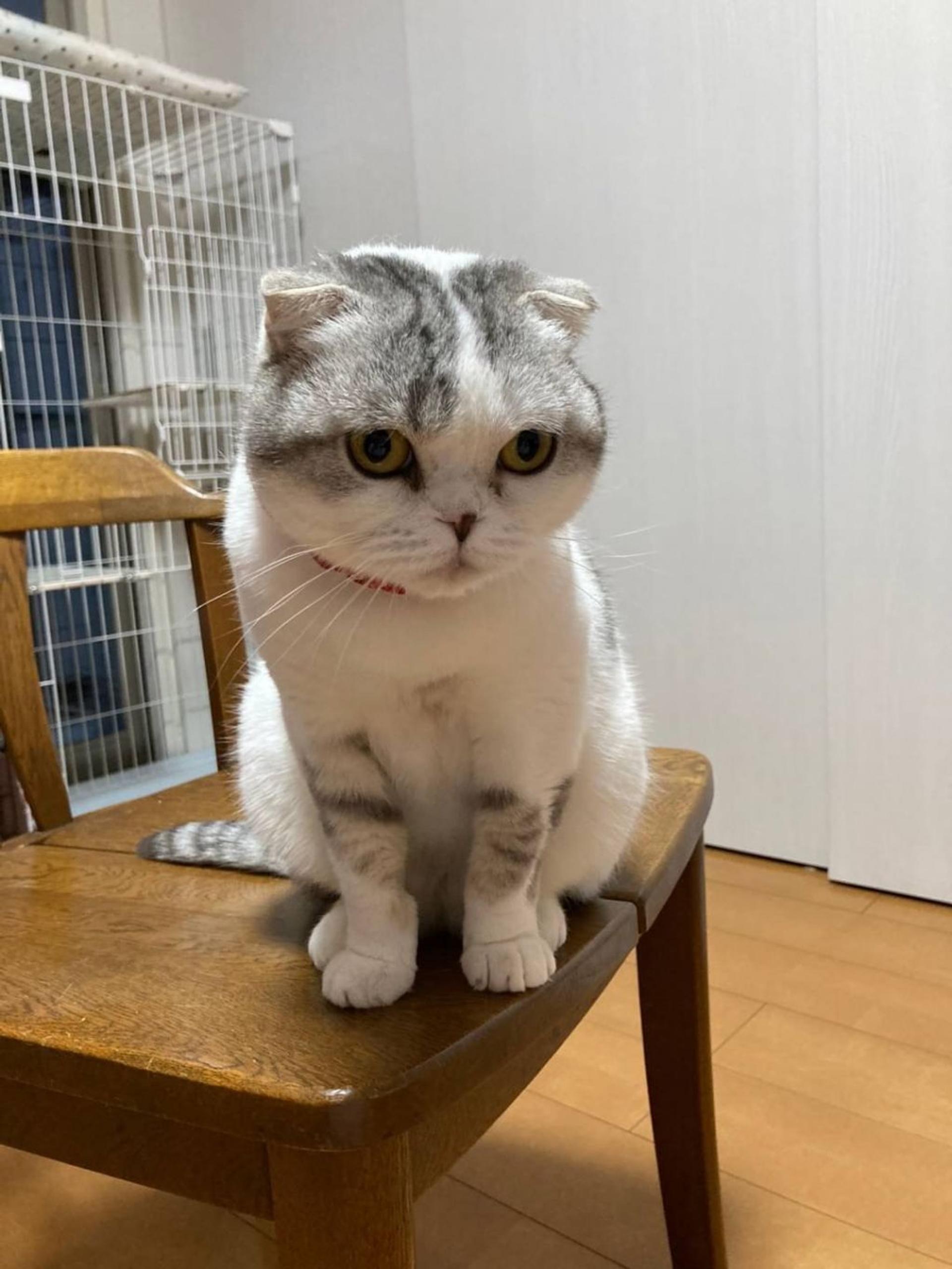 pet-image-5