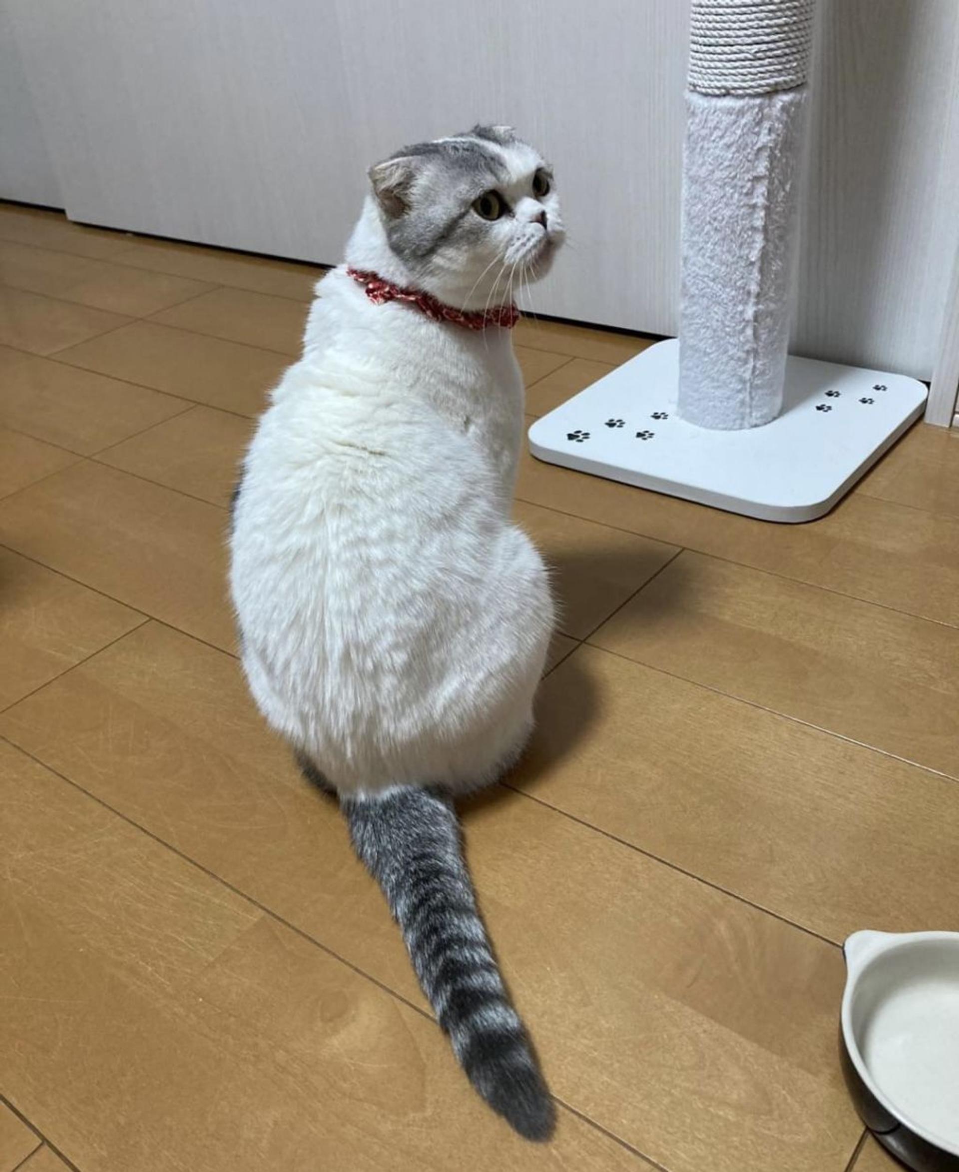 pet-image-7