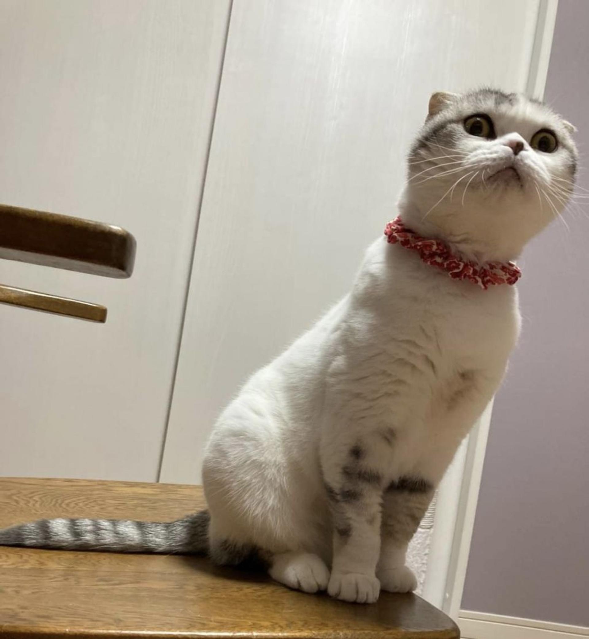 pet-image-8