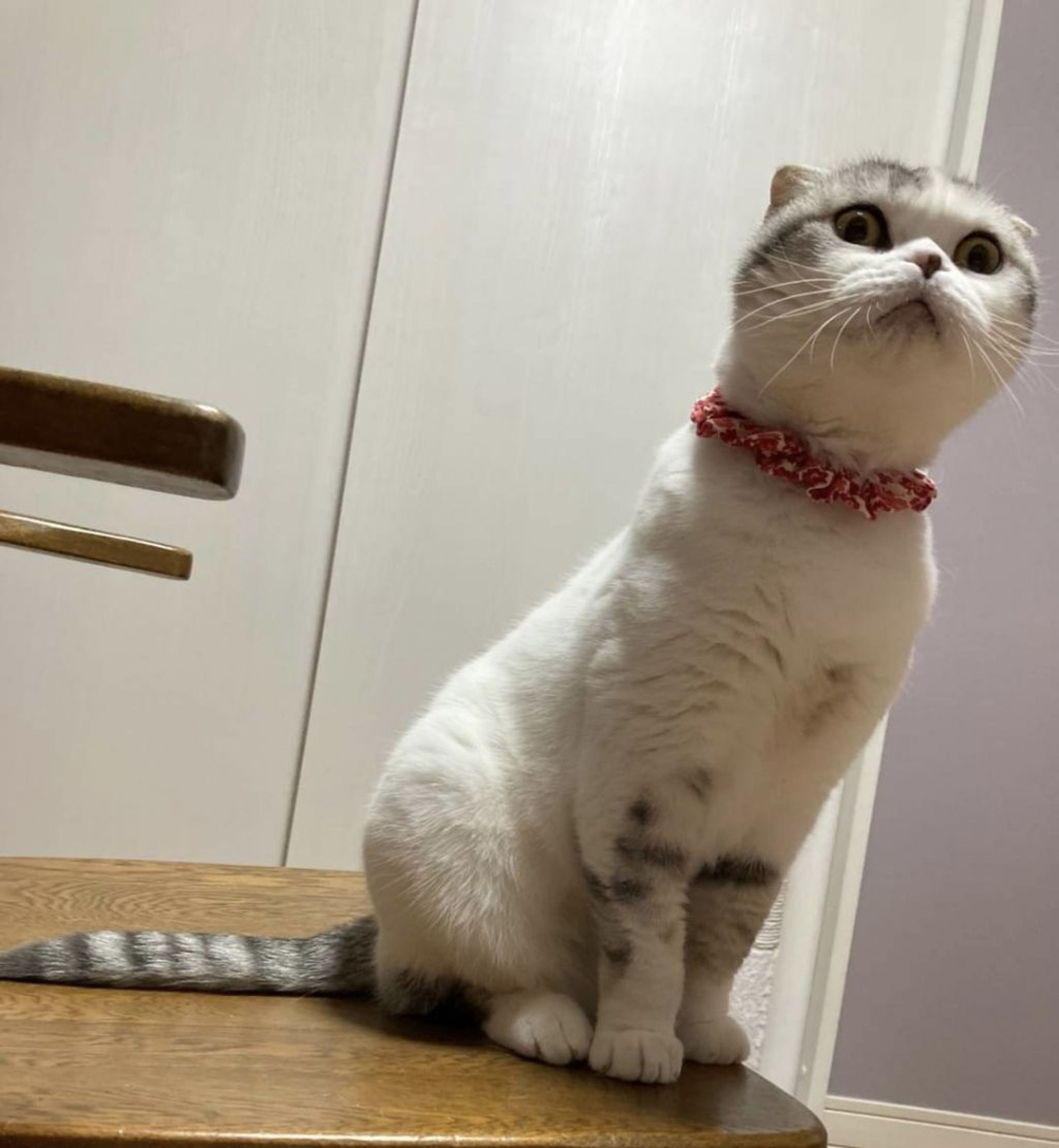 pet-image-8