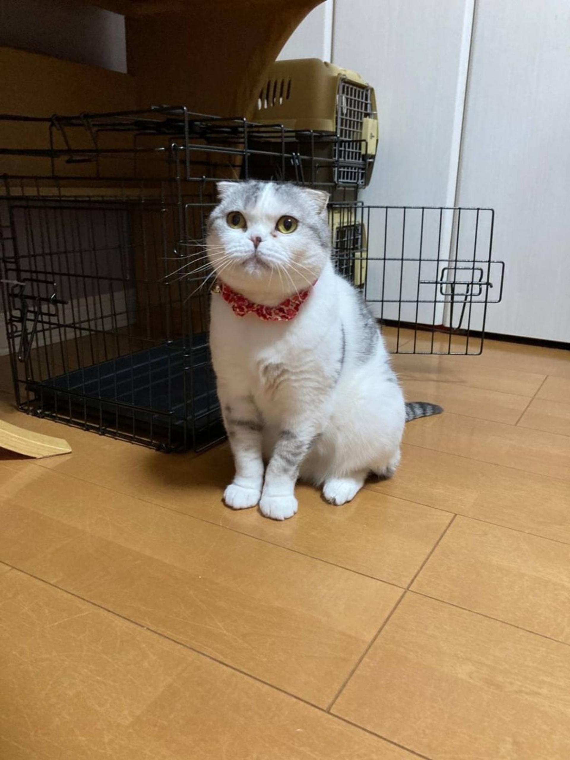 pet-image-10