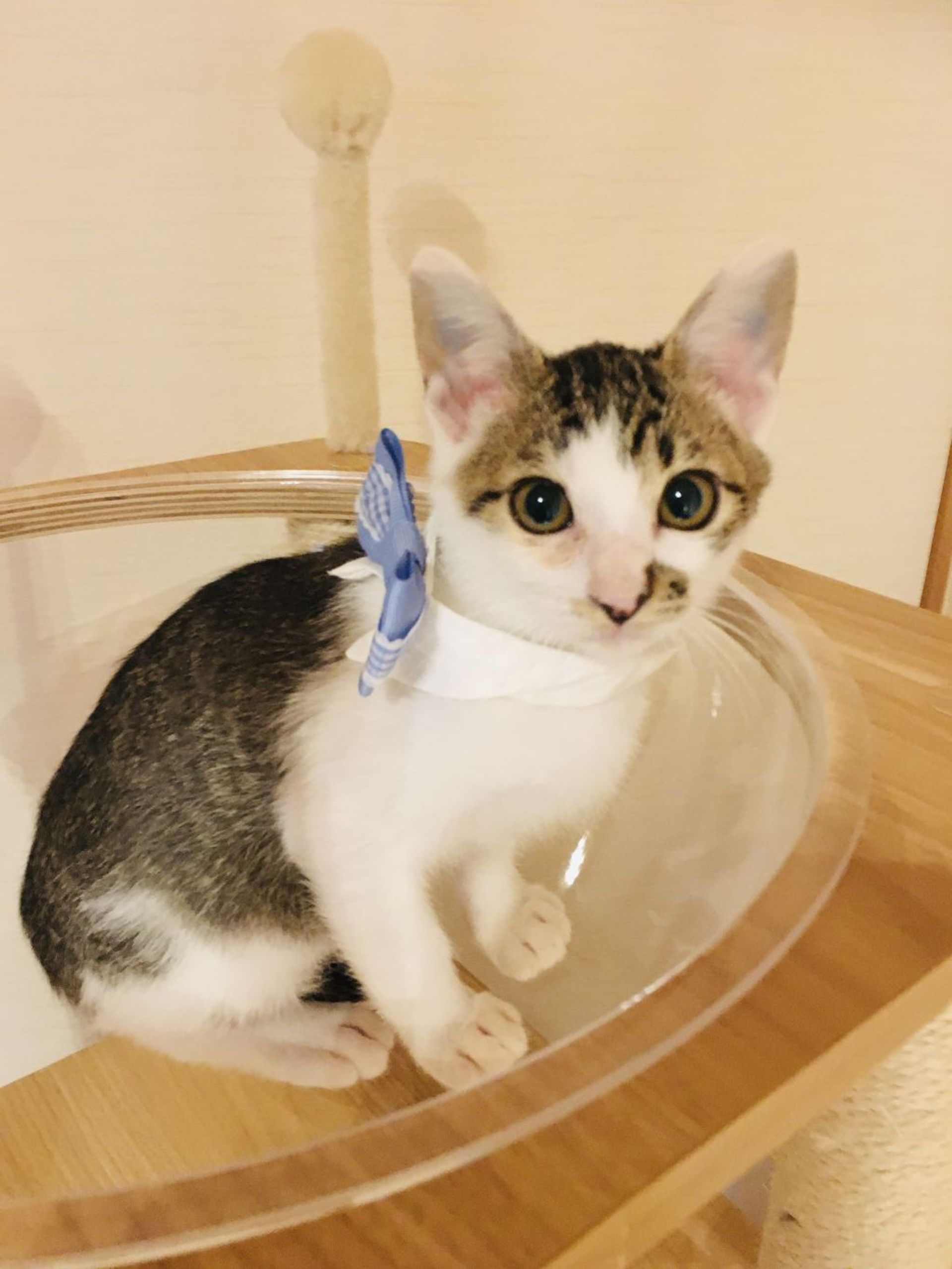 雑種（ミックス猫）・オスの里親募集の写真