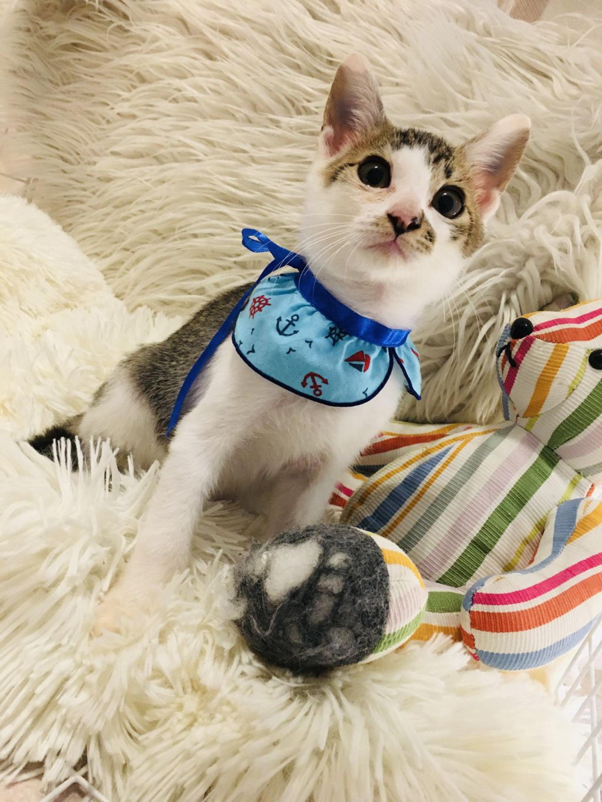 pet-image-3