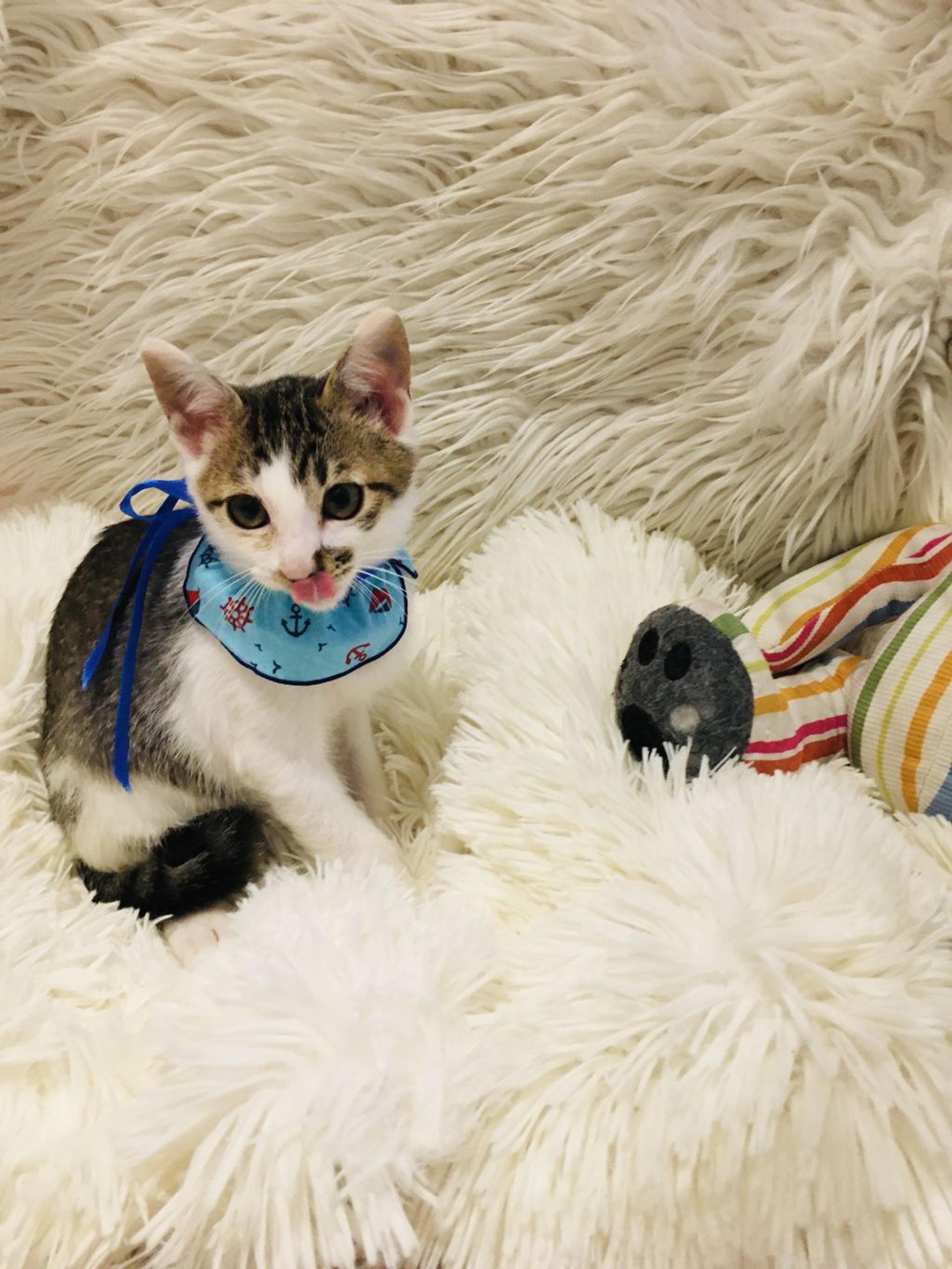 pet-image-5