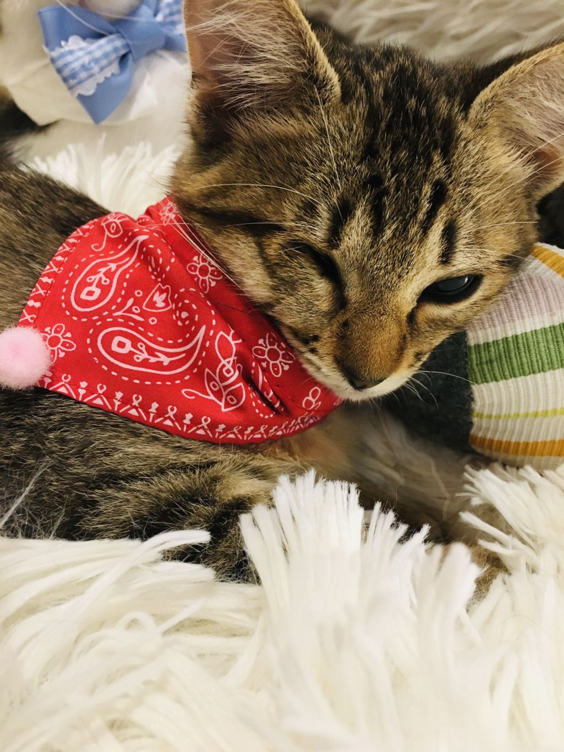 雑種（ミックス猫）・メスの里親募集の写真