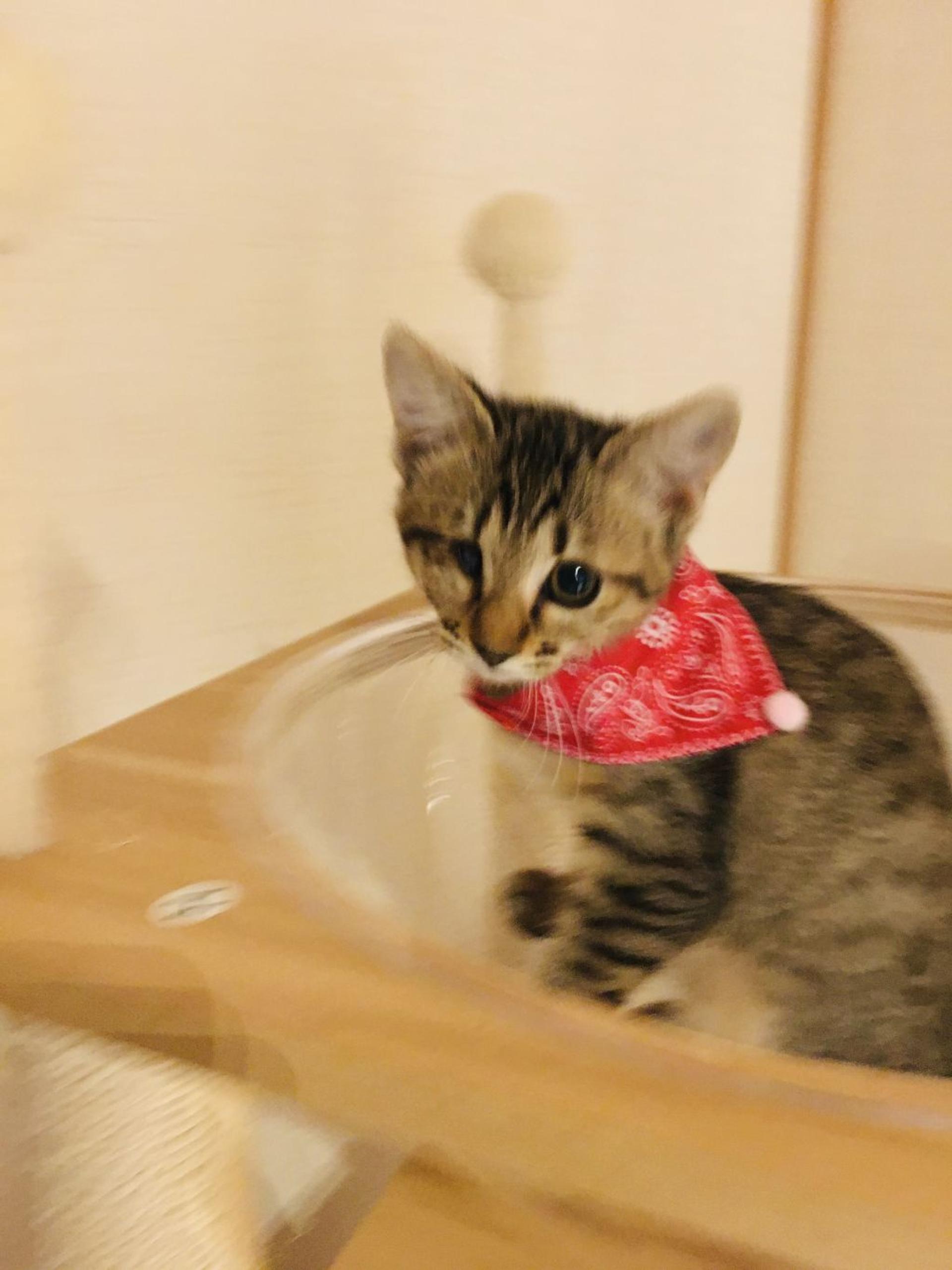 pet-image-2