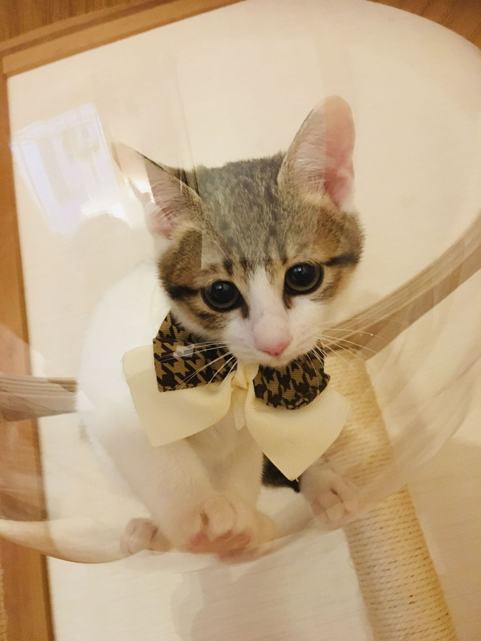 雑種（ミックス猫）・メスの里親募集の写真
