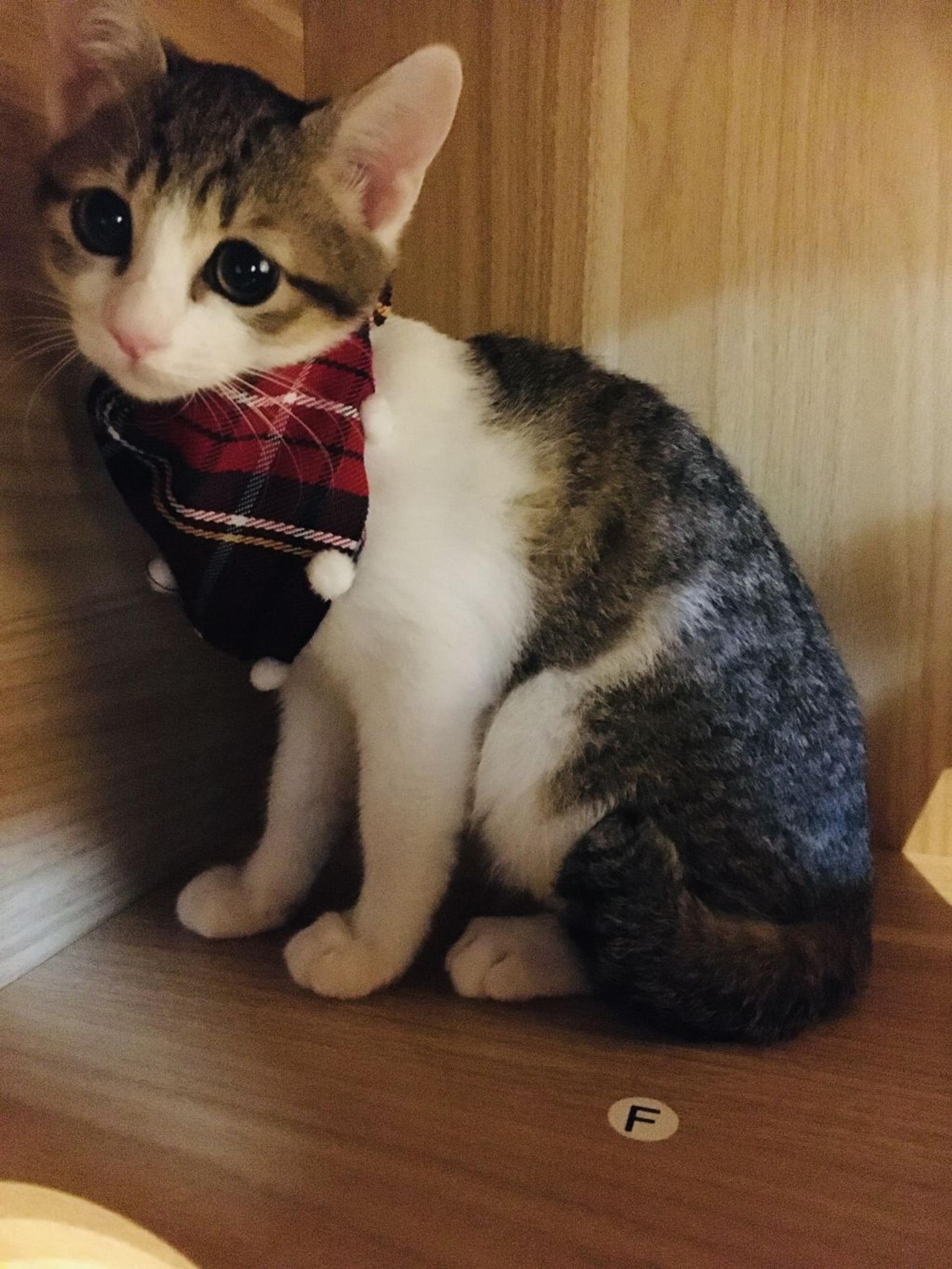 pet-image-3