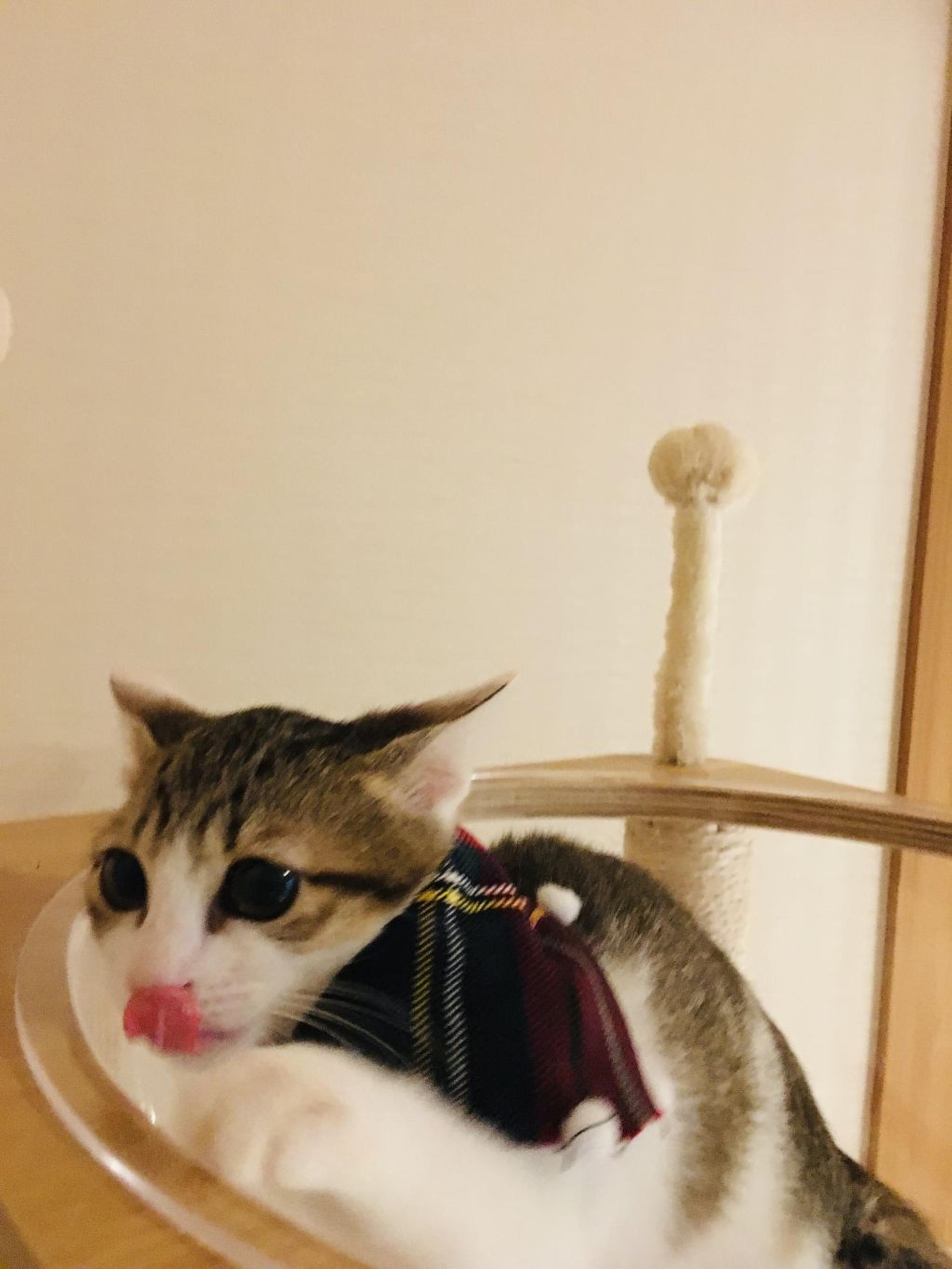 pet-image-5