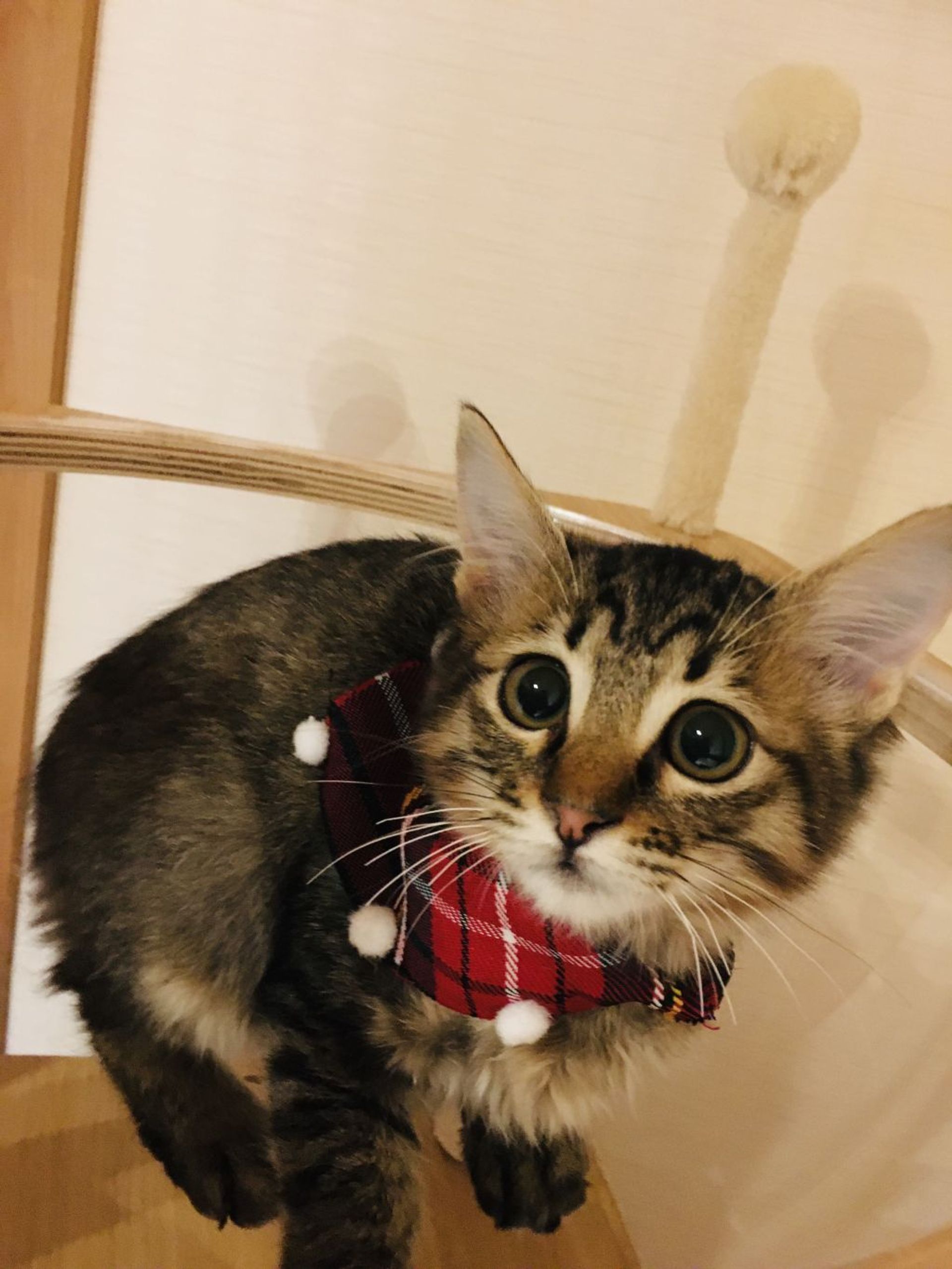雑種（ミックス猫）・メスの里親募集の写真