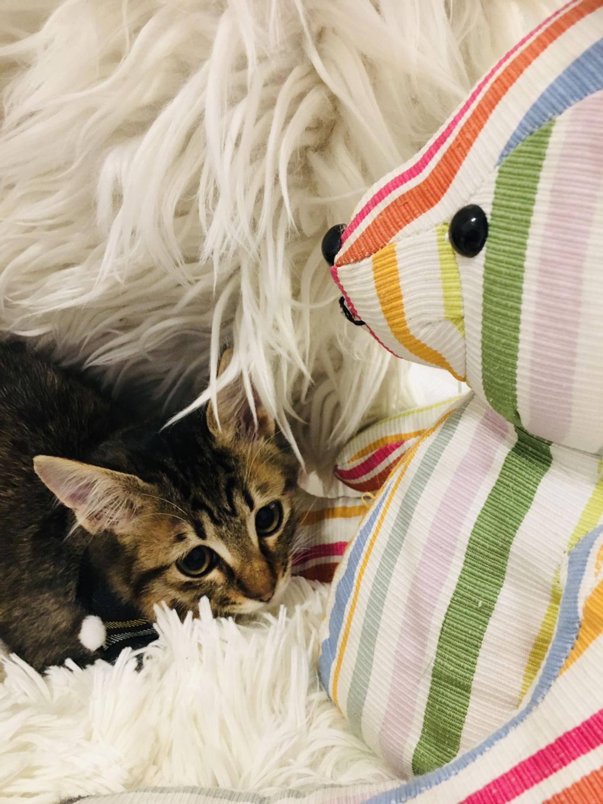 pet-image-6