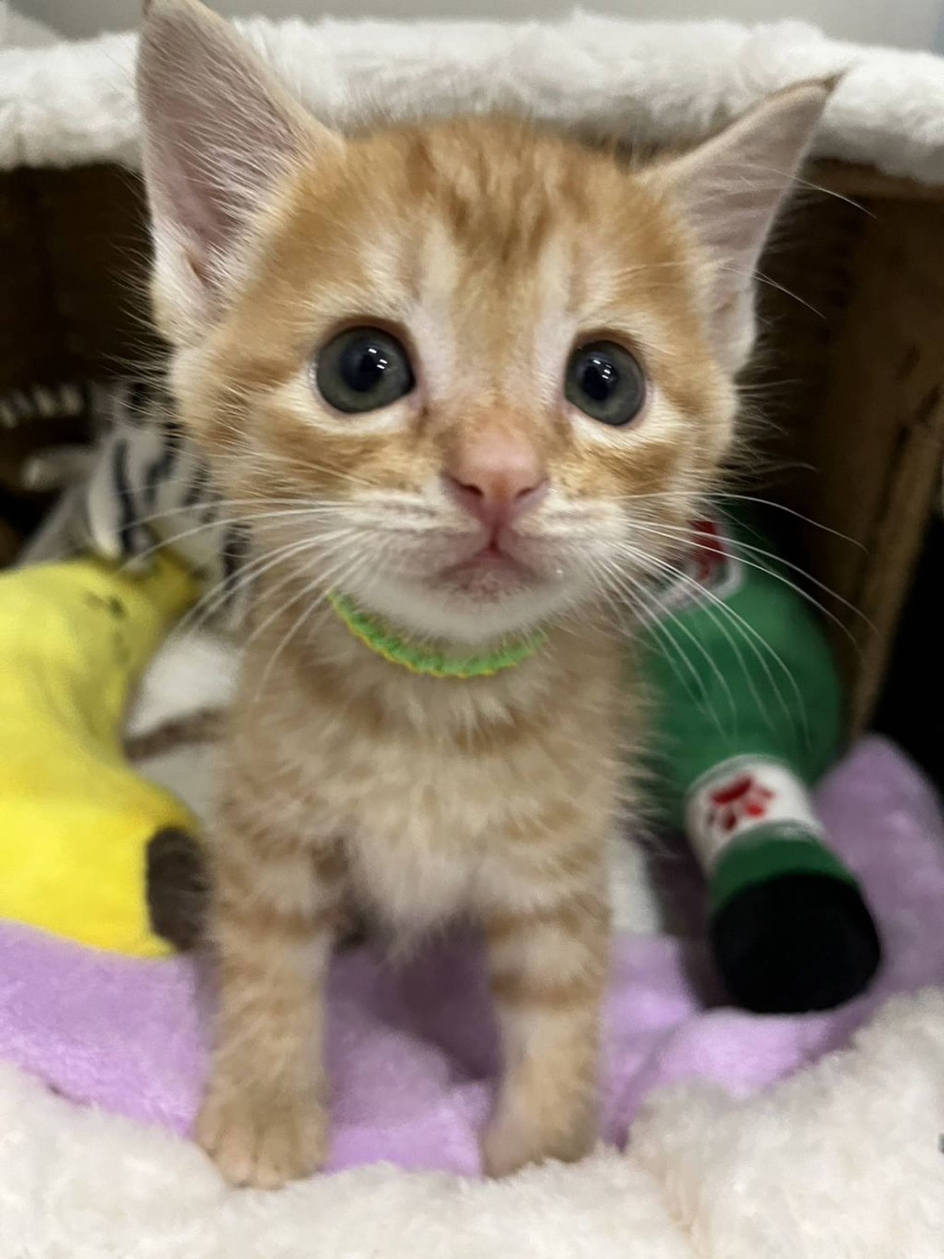 雑種（ミックス猫）・オスの里親募集の写真