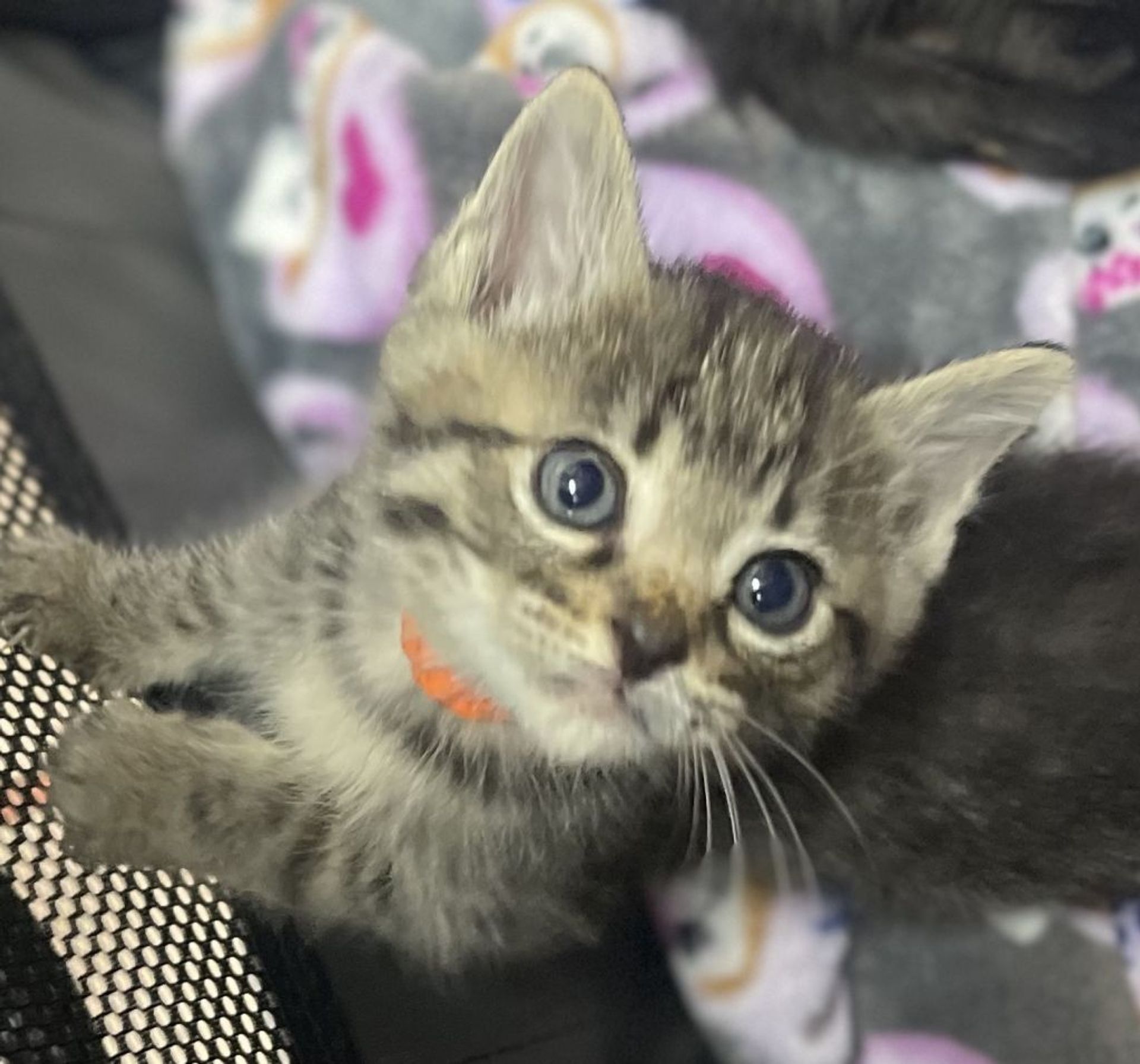 雑種（ミックス猫）・オスの里親募集の写真