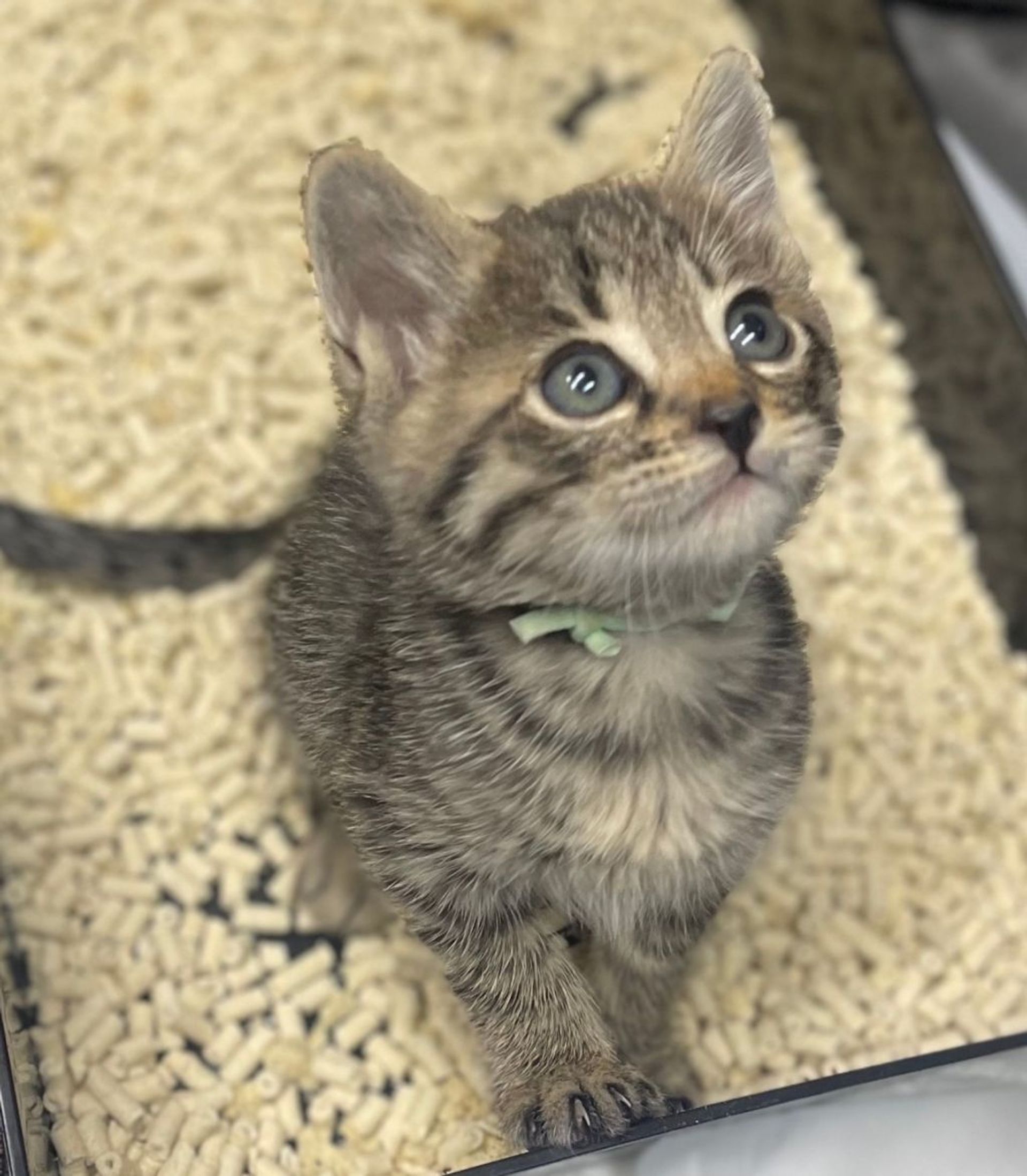 雑種（ミックス猫）・オスの里親募集の写真