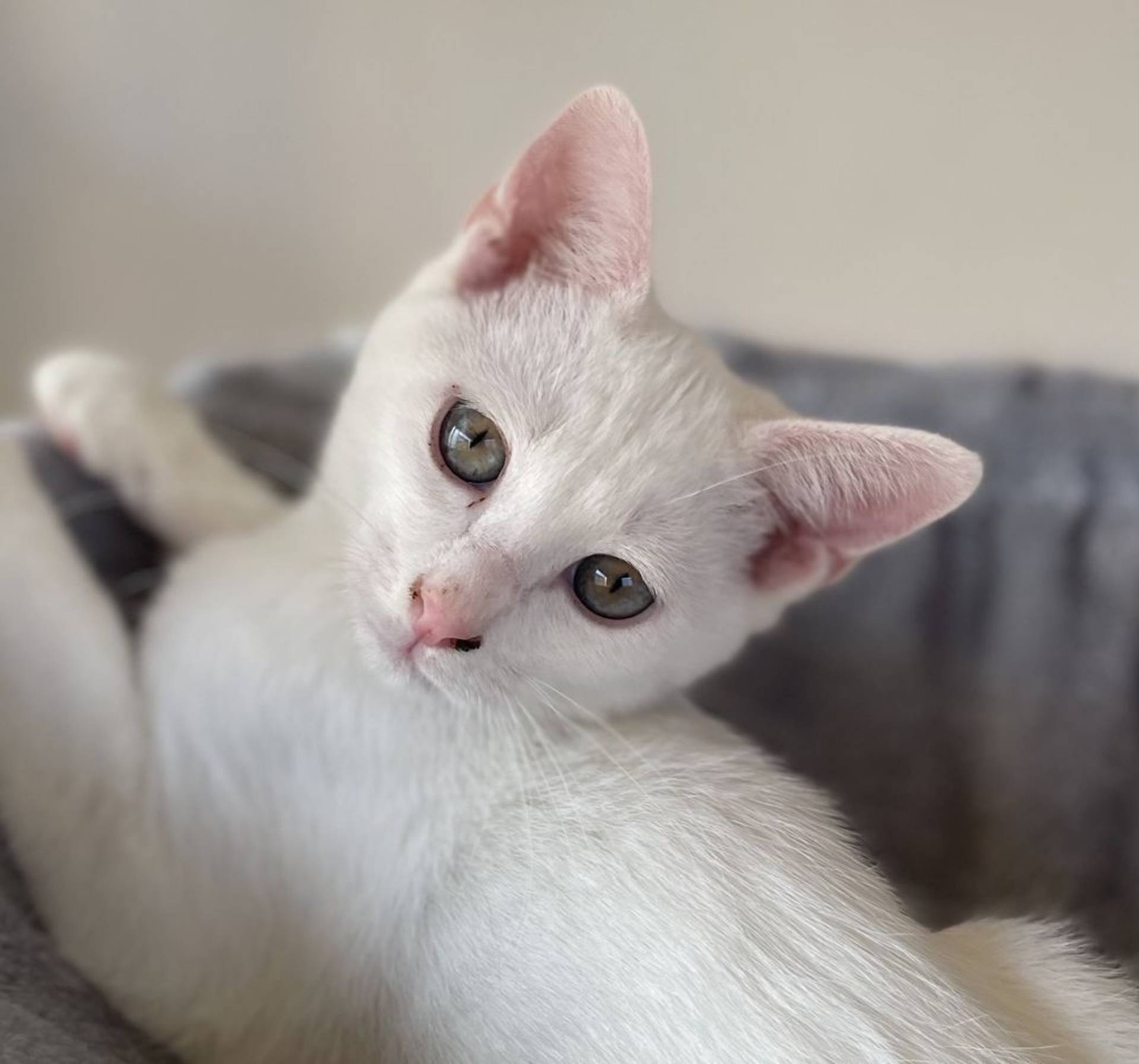 雑種（ミックス猫）・オスの里親募集の写真