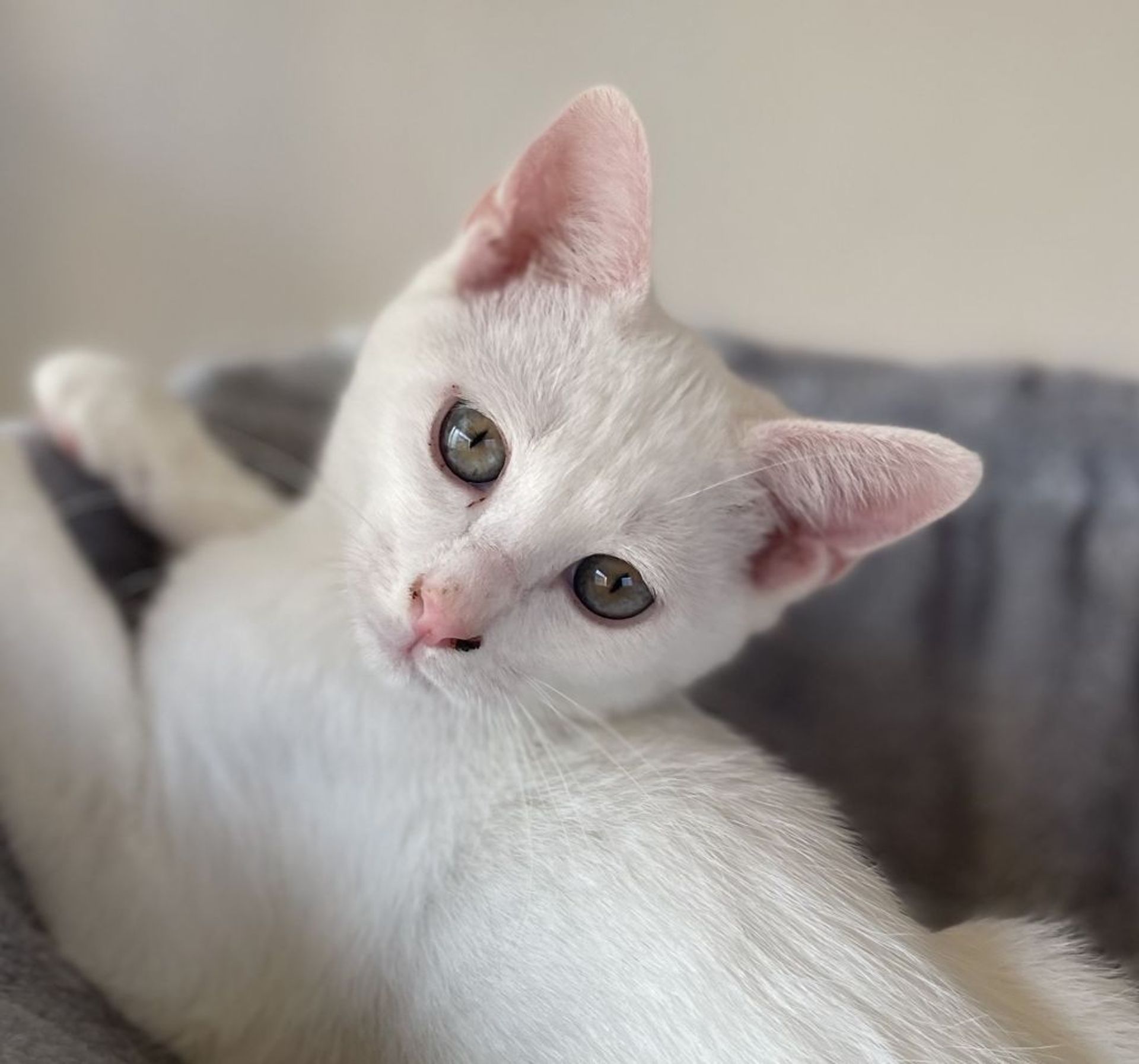 雑種（ミックス猫）・オスの里親募集の写真