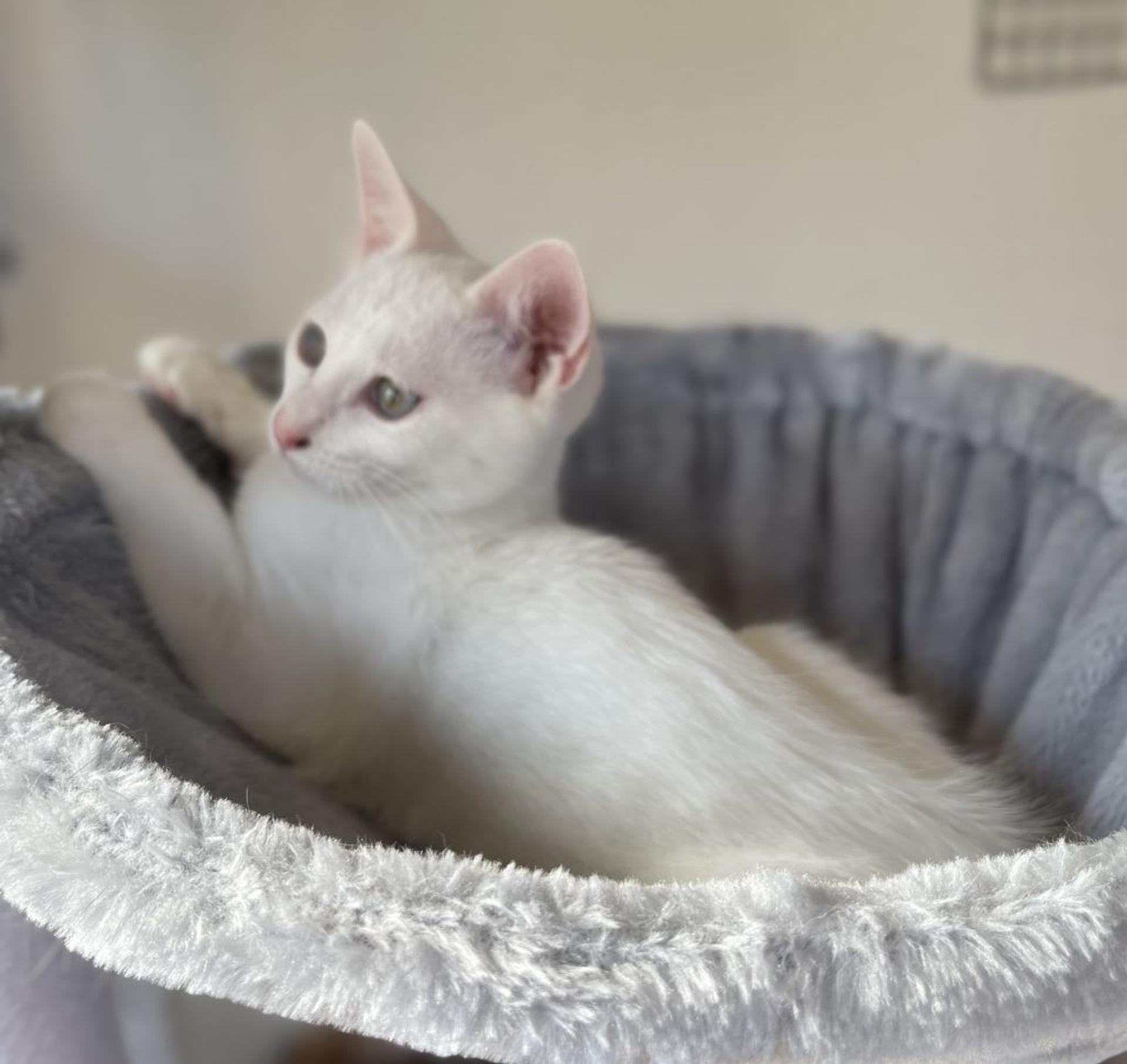 pet-image-3