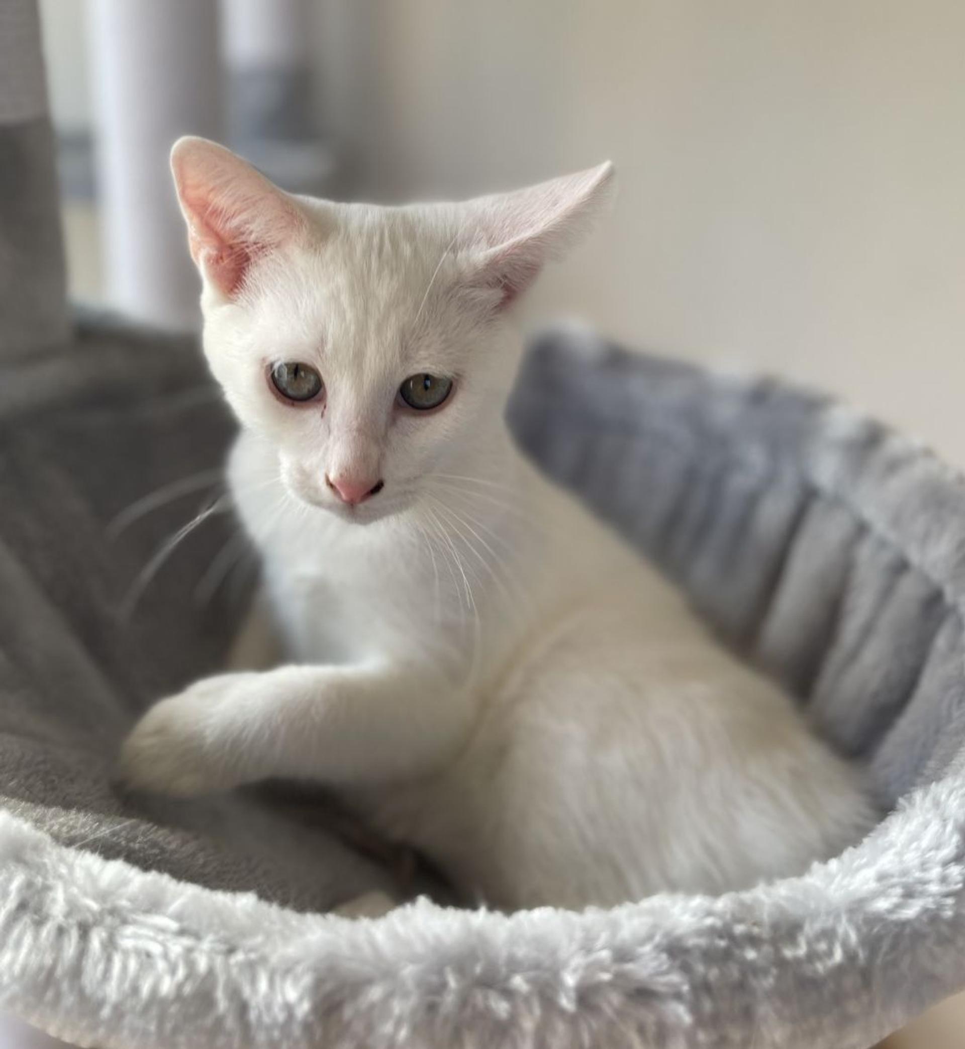 pet-image-4