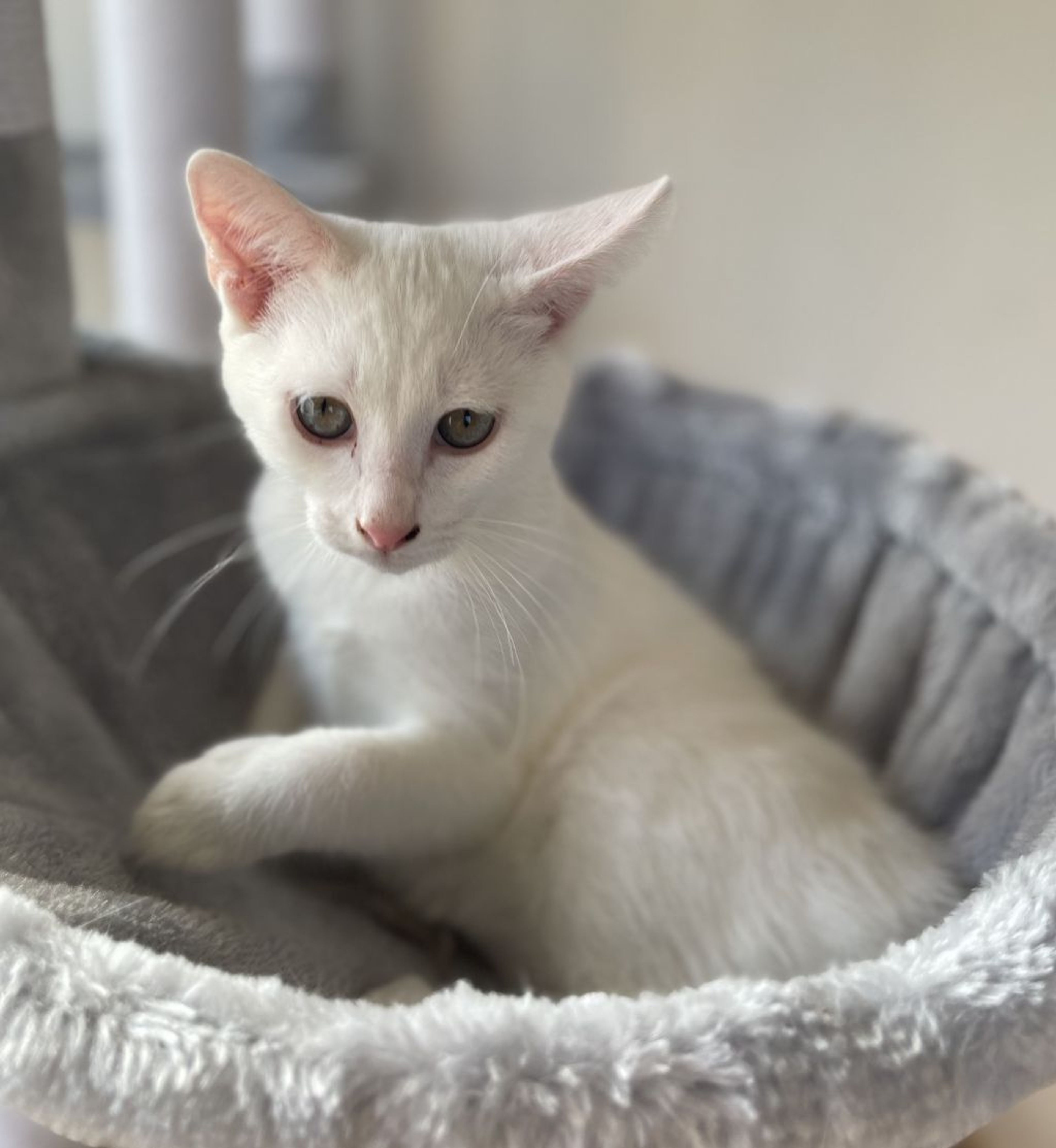 pet-image-4