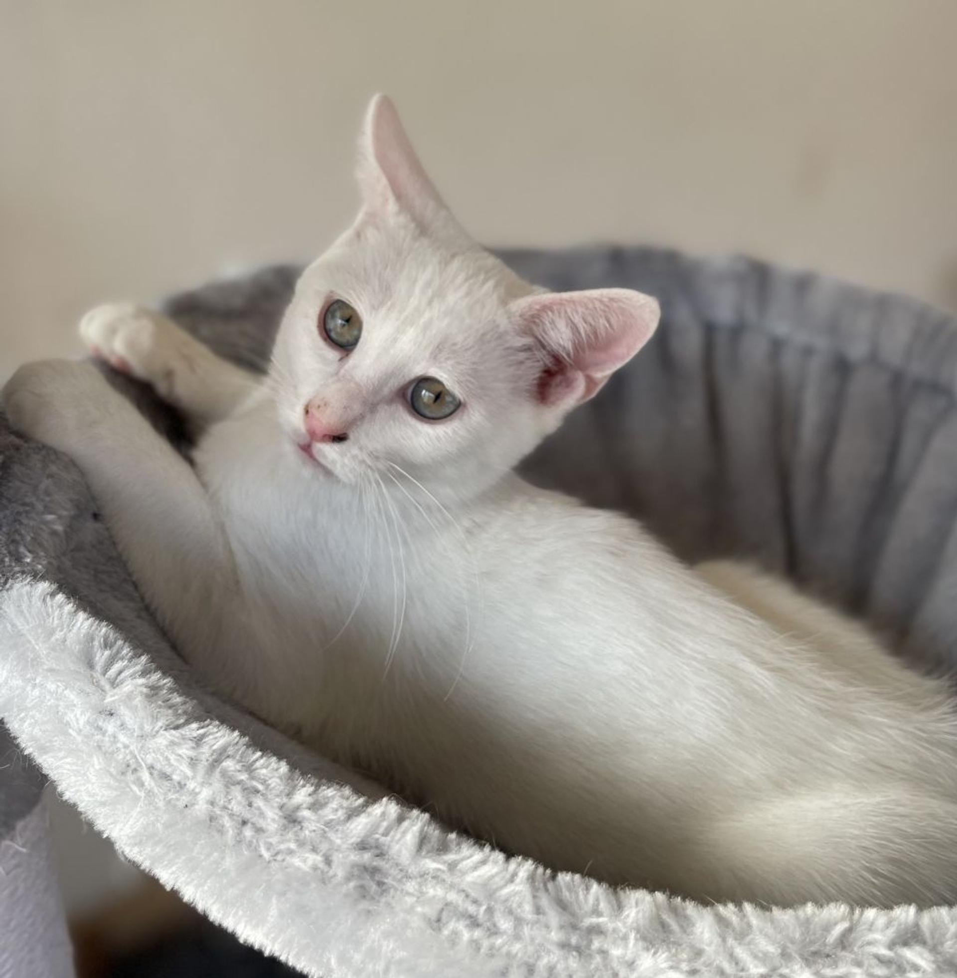 pet-image-5