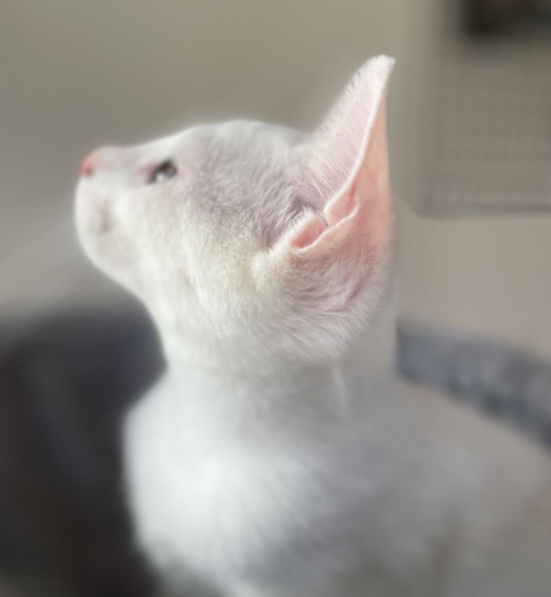 pet-image-6