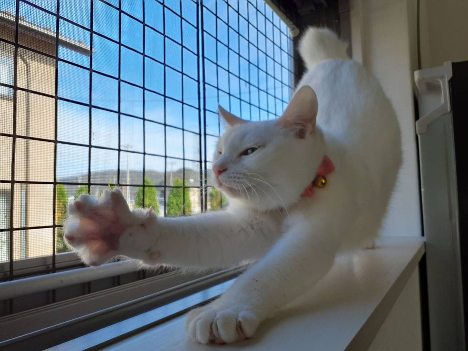 雑種（ミックス猫）・メスの里親募集の写真