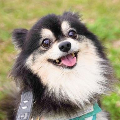 ヴィトンちゃんの写真
