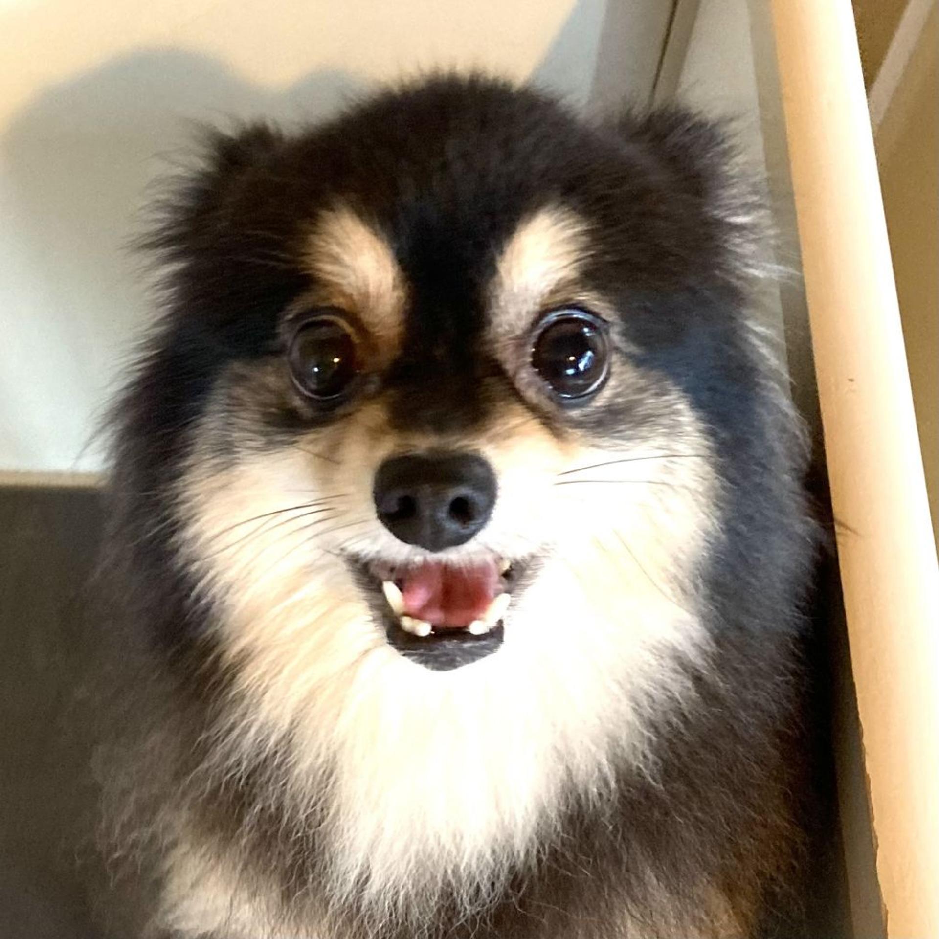 pet-image-2
