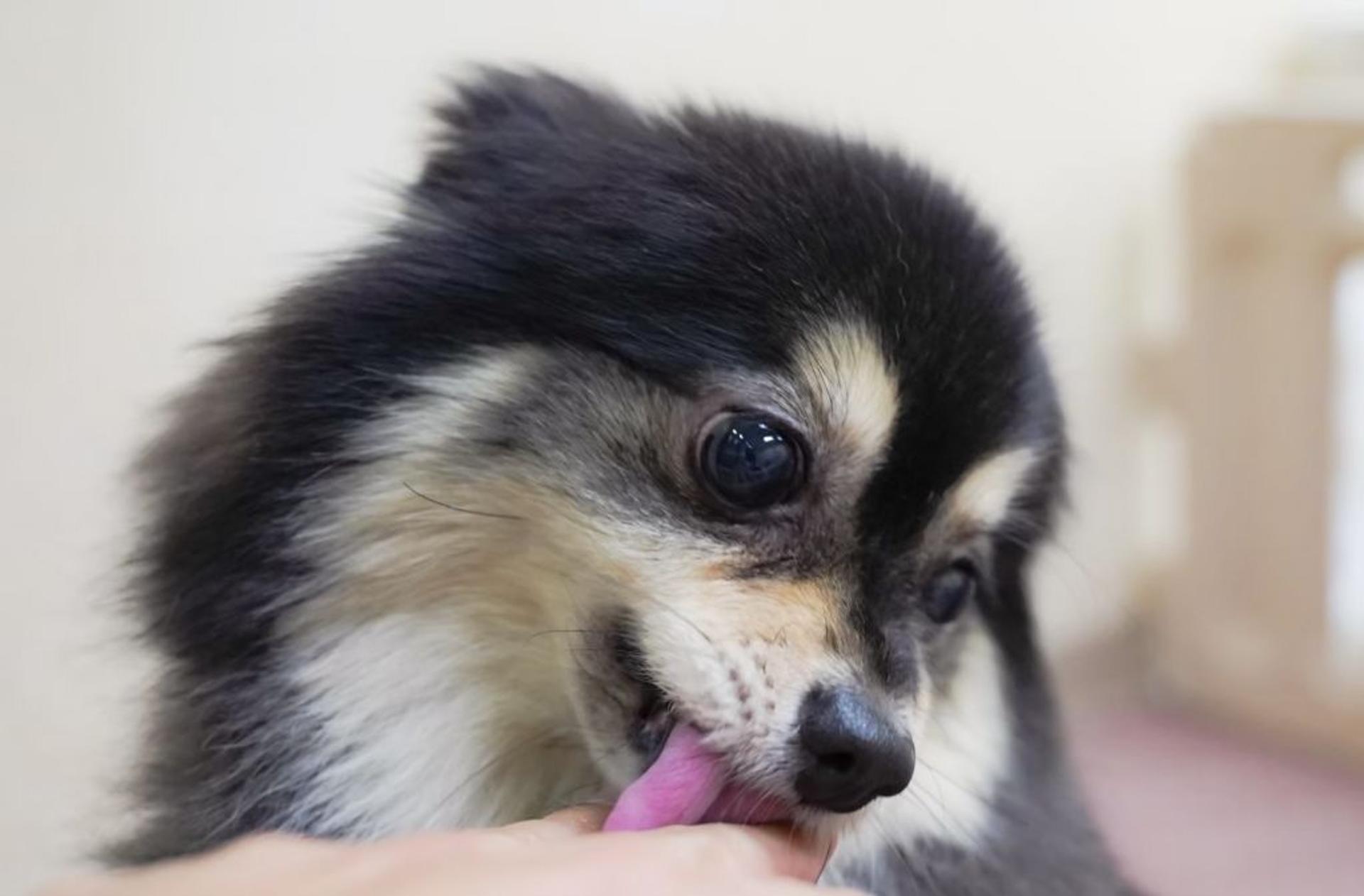 pet-image-3