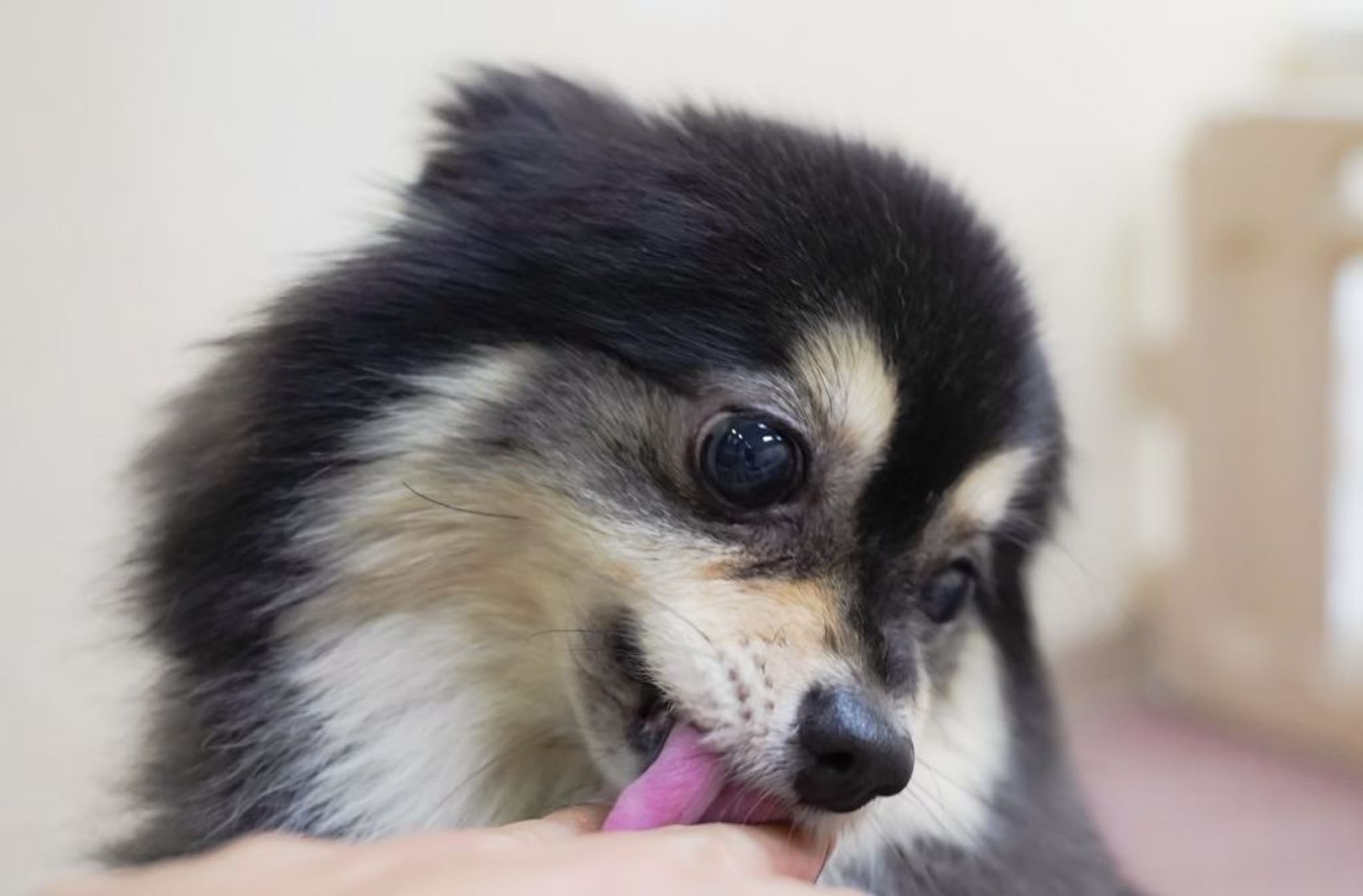 pet-image-3