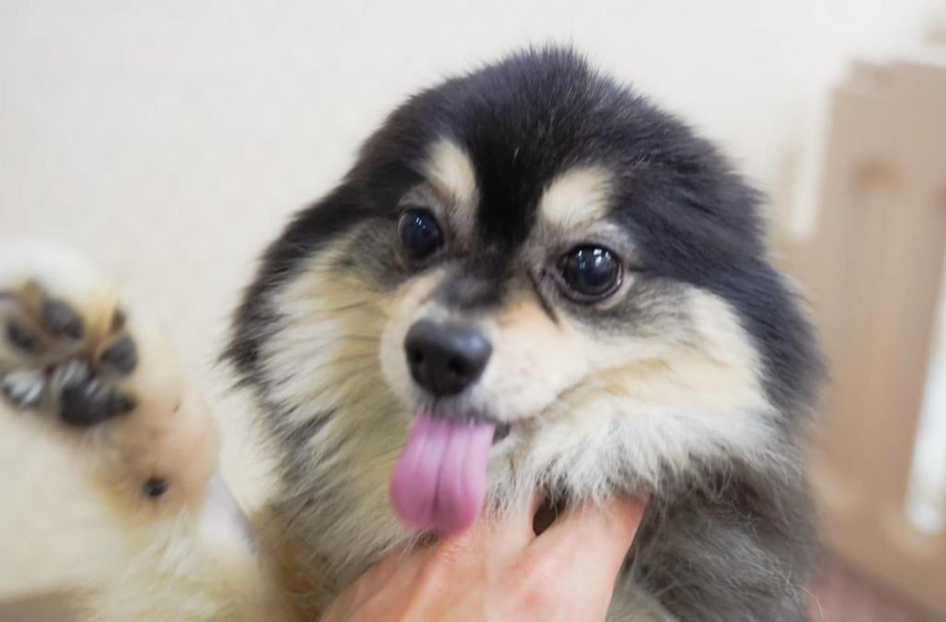 pet-image-4