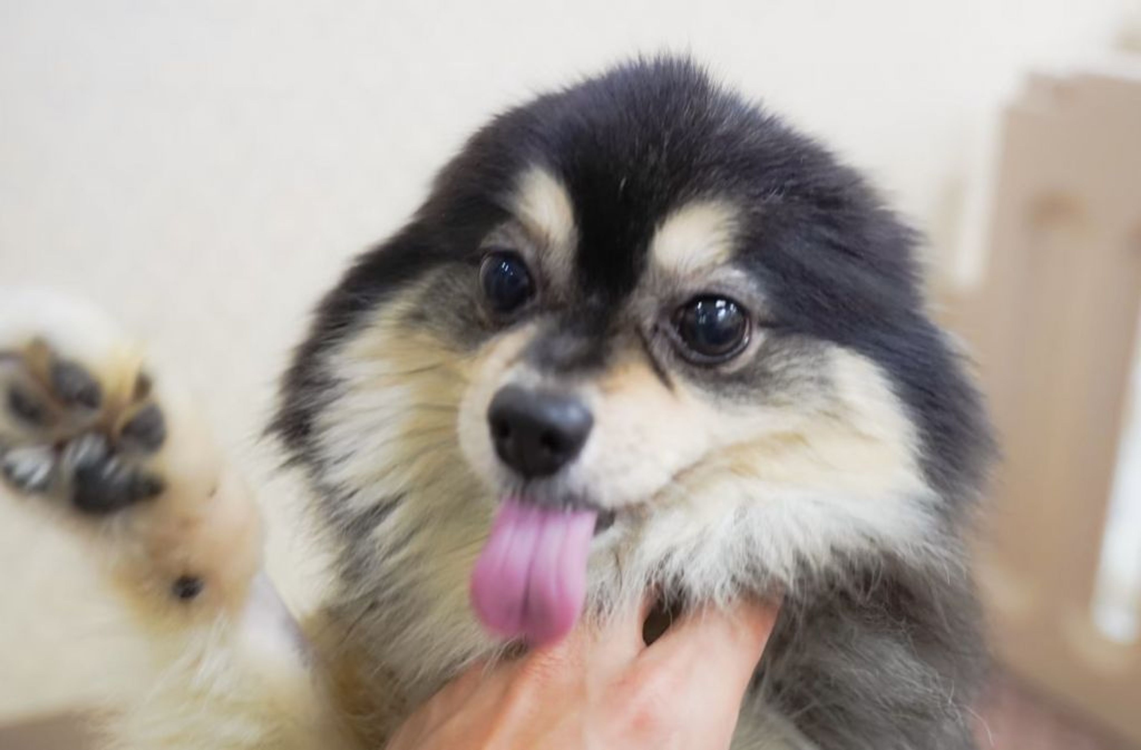 pet-image-4