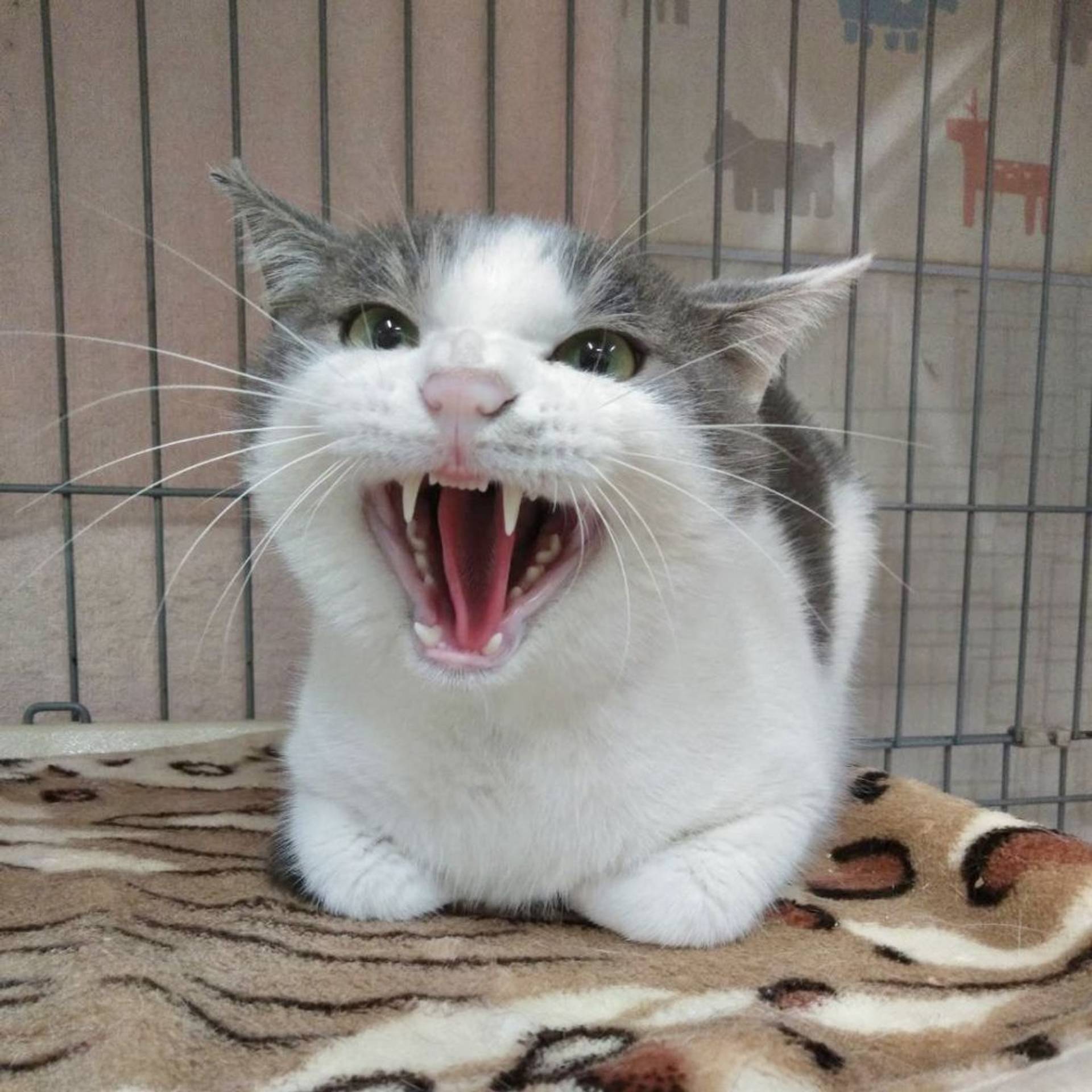 雑種（ミックス猫）・オスの里親募集の写真