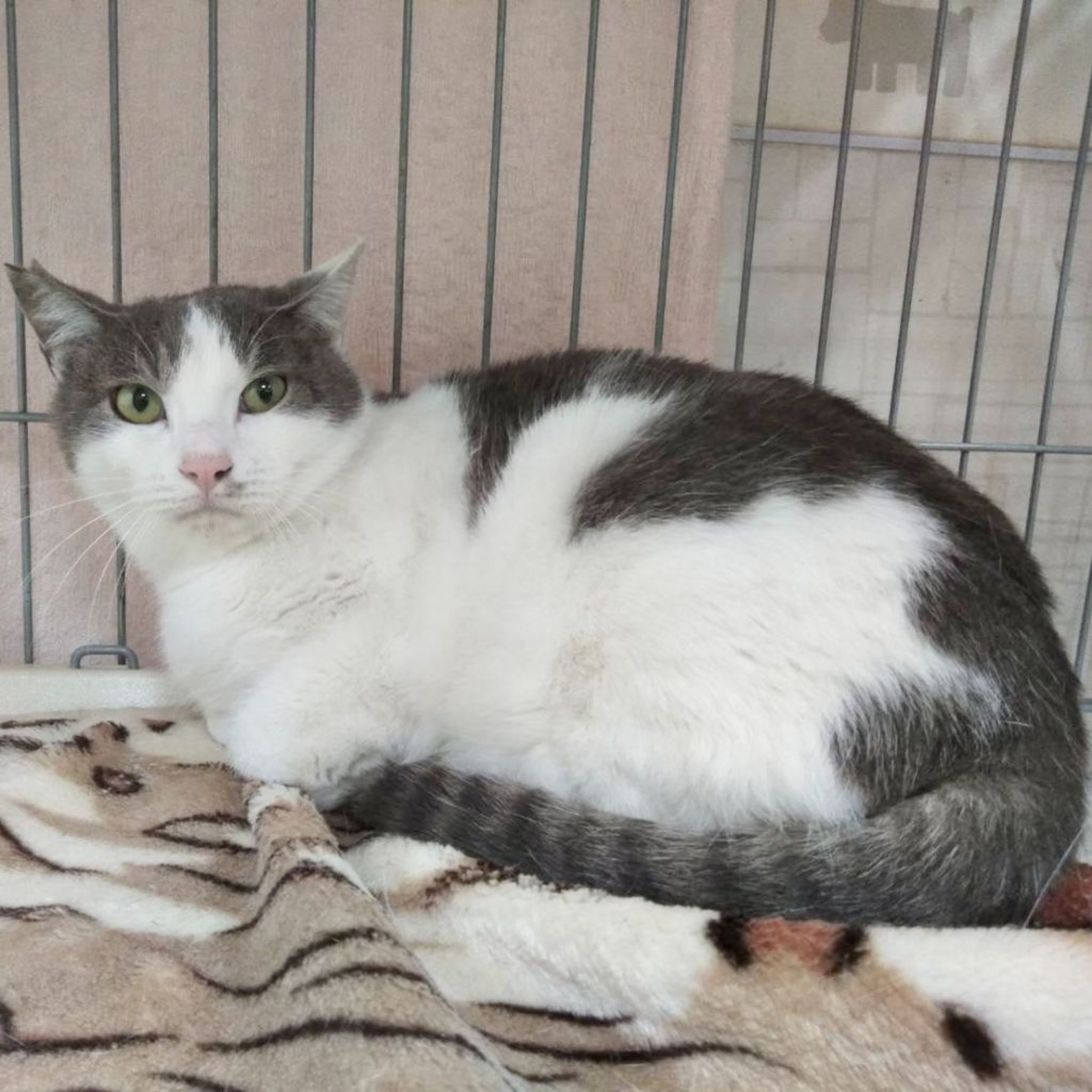 pet-image-2