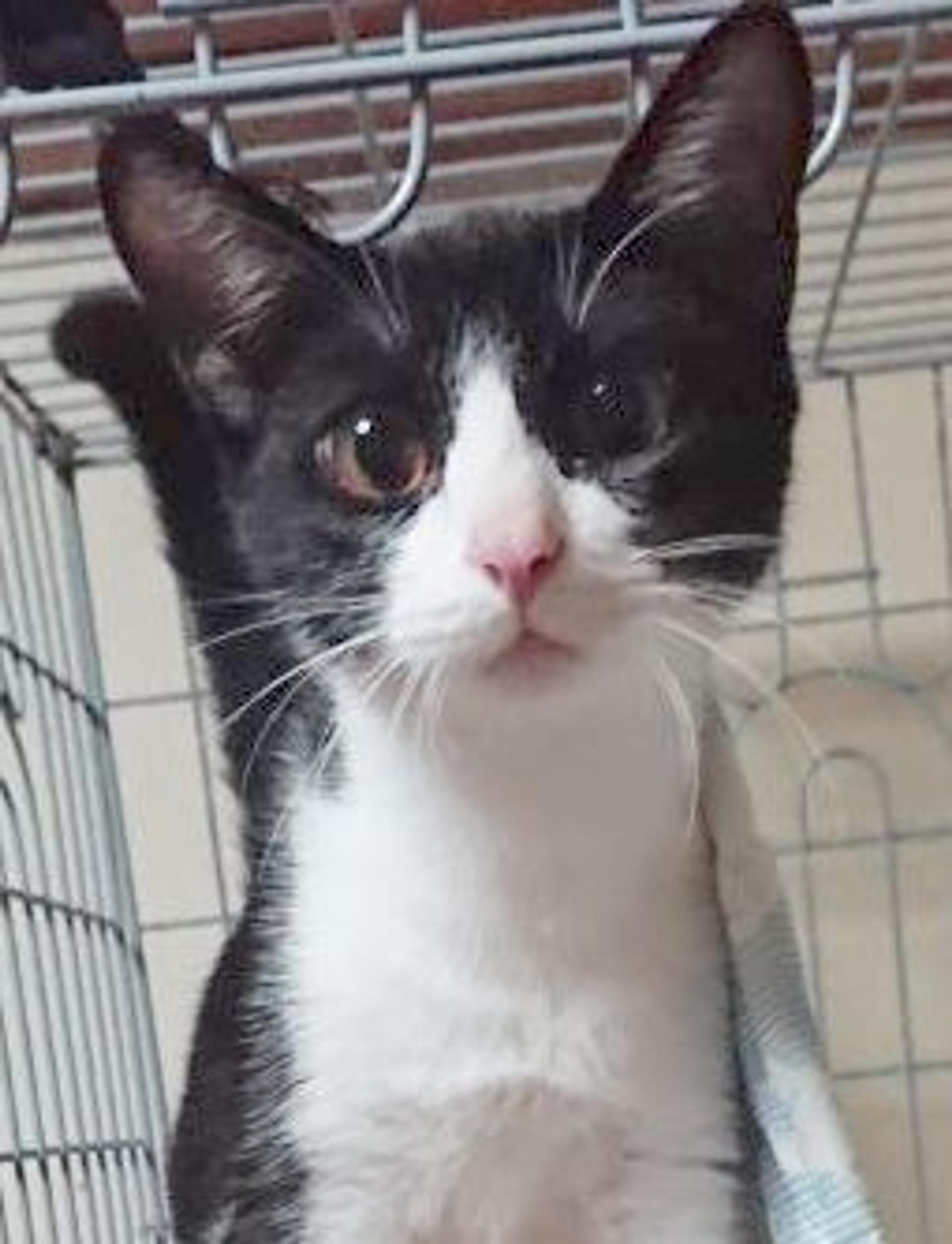 pet-image-2