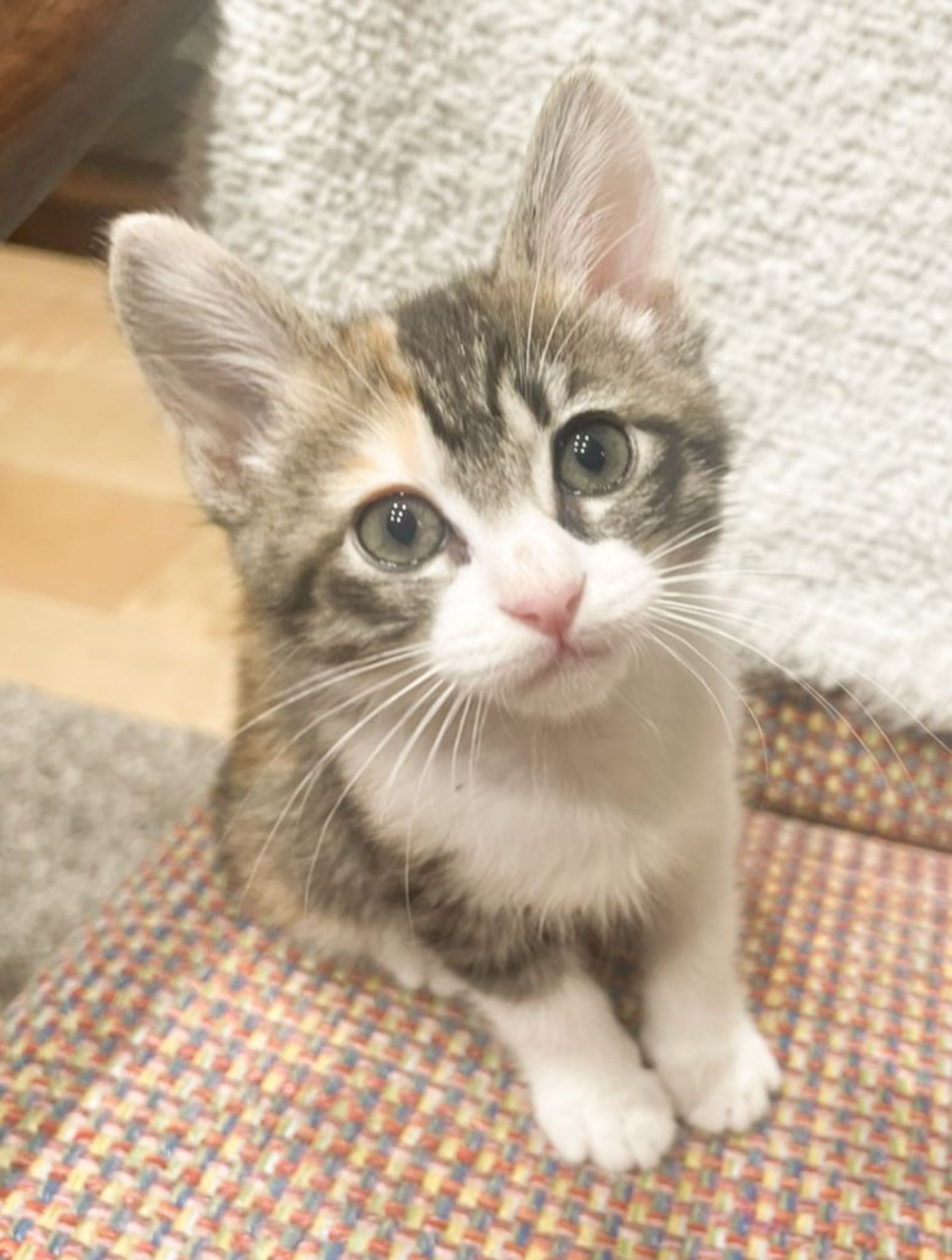 雑種（ミックス猫）・メスの里親募集の写真