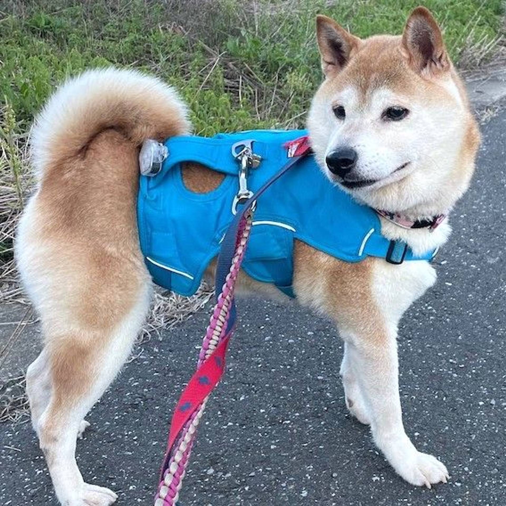 柴犬・メスの里親募集の写真